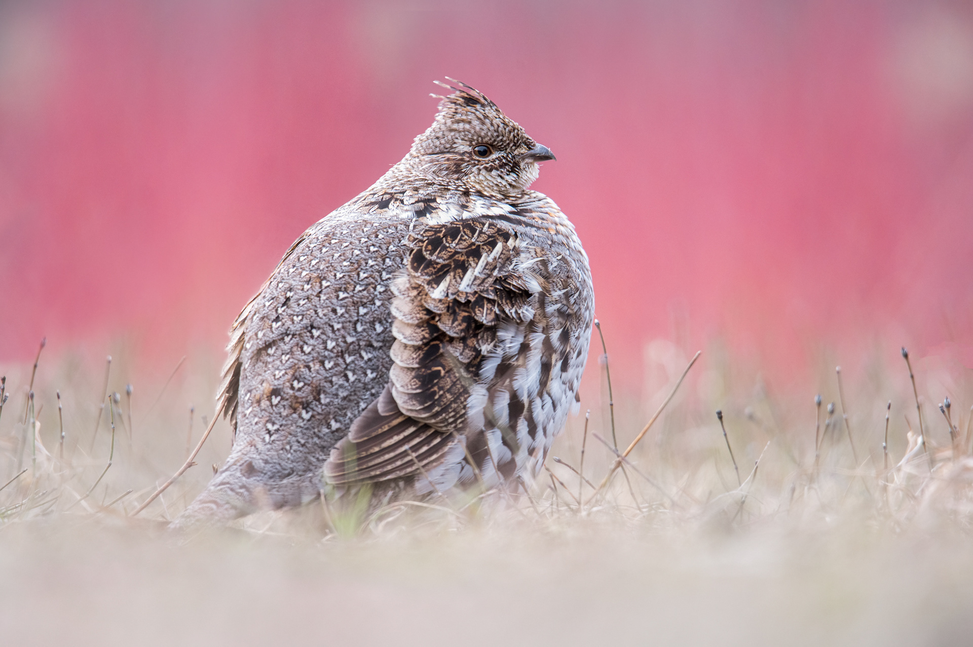 Ruffed grouse