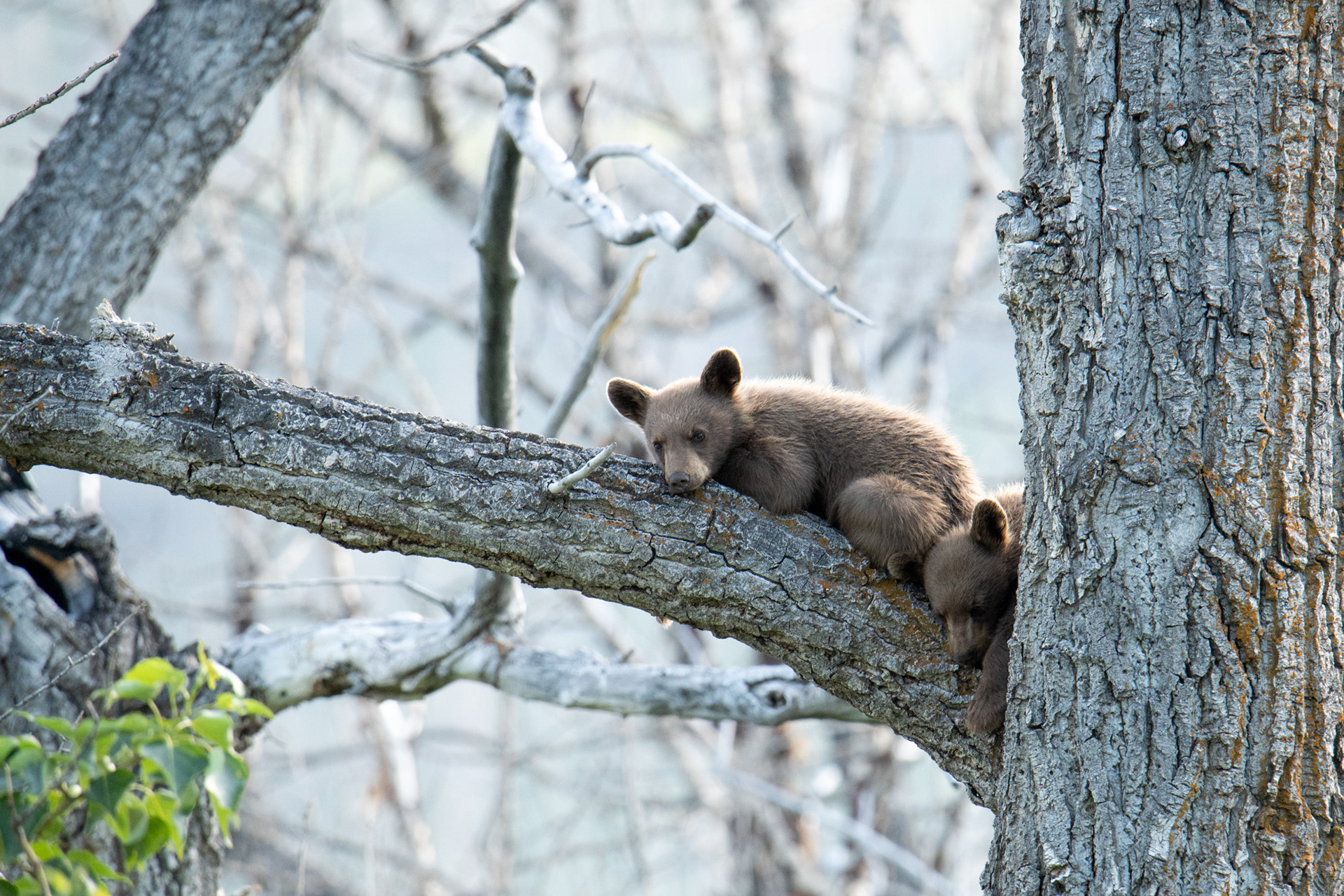 Cinnamon Bear Cubs