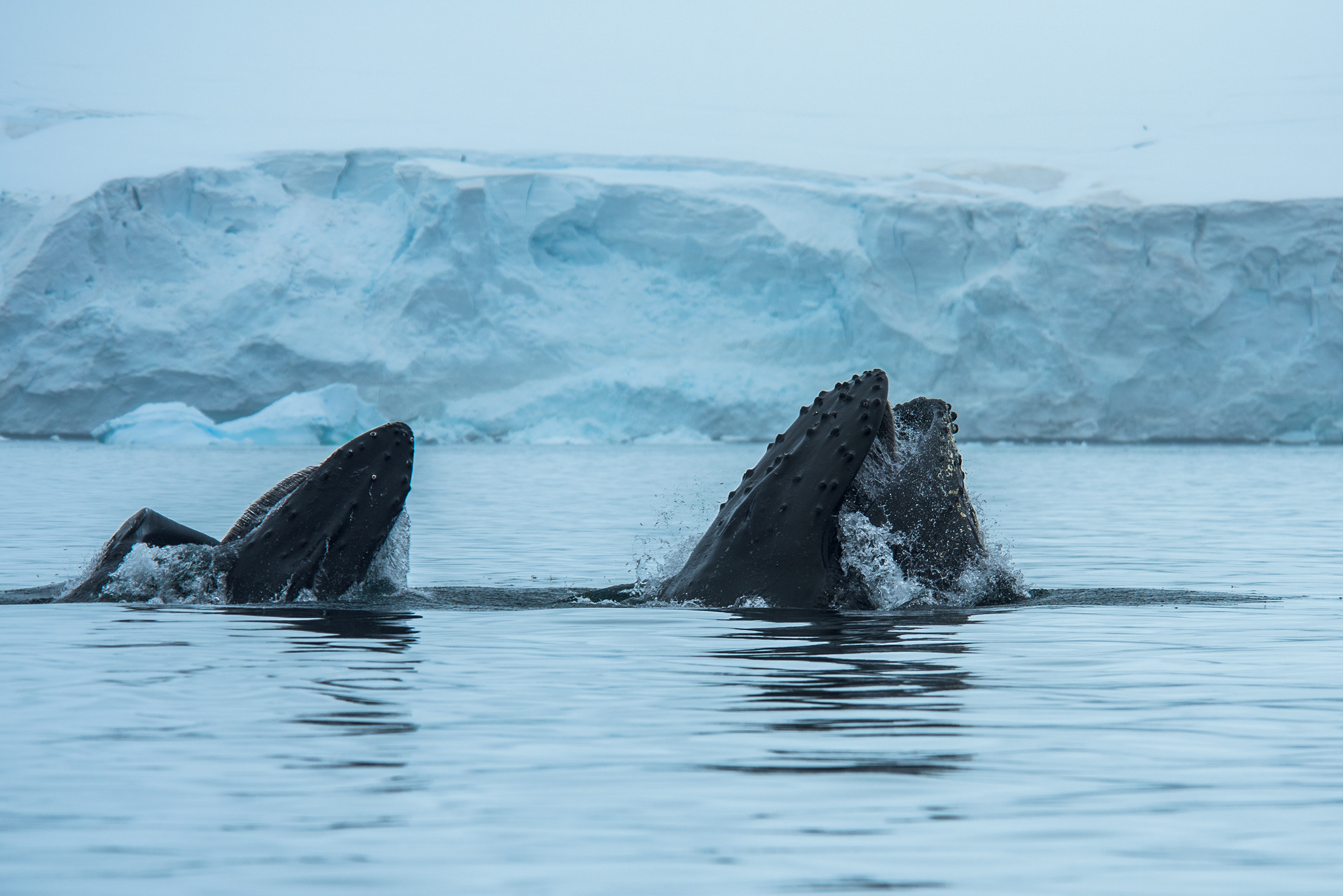 Humpback whales feeding