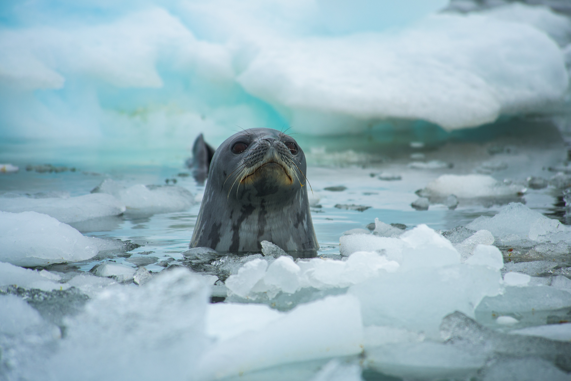 Weddle Seal