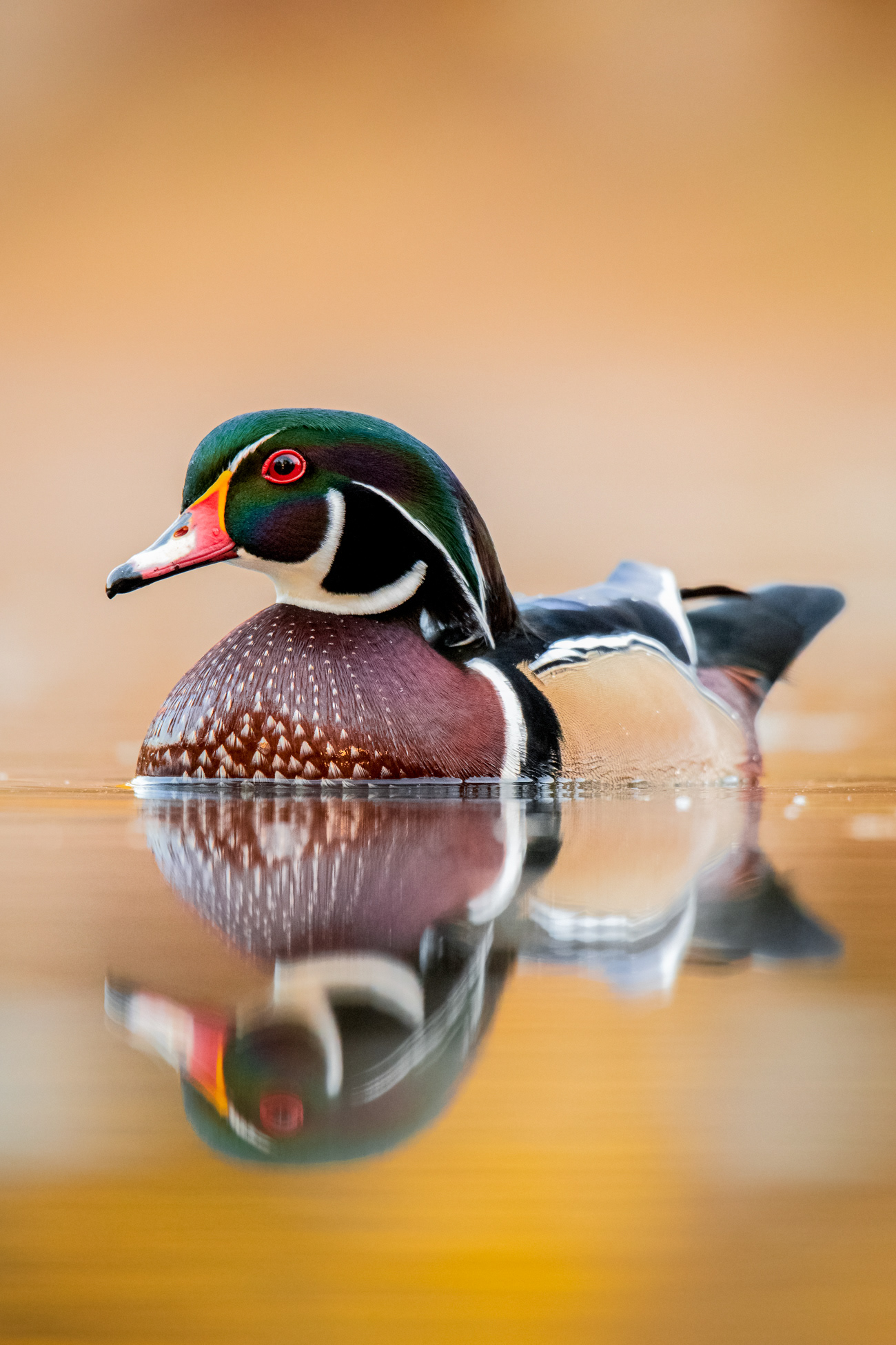 Wood duck 2