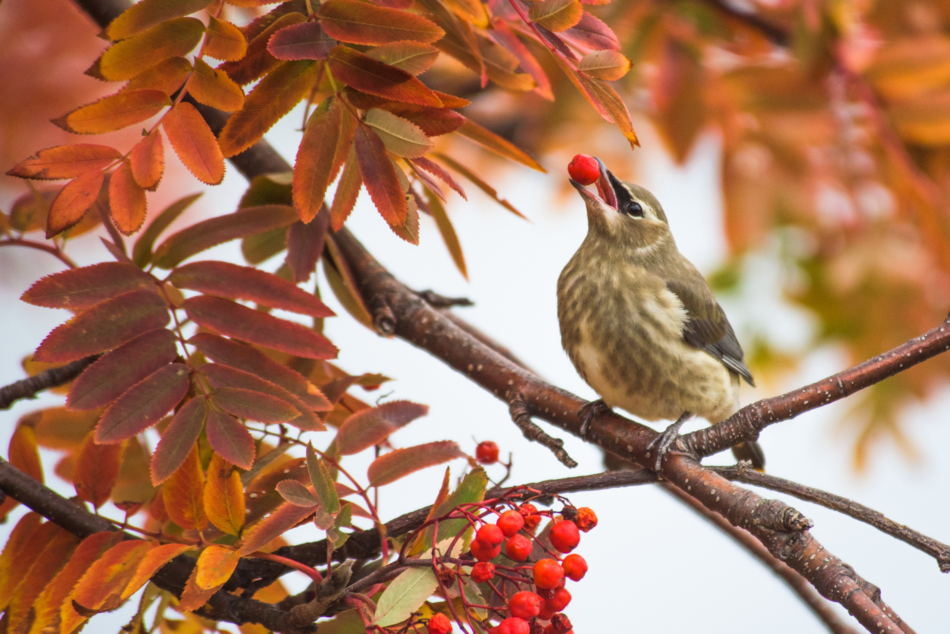 American Waxwing