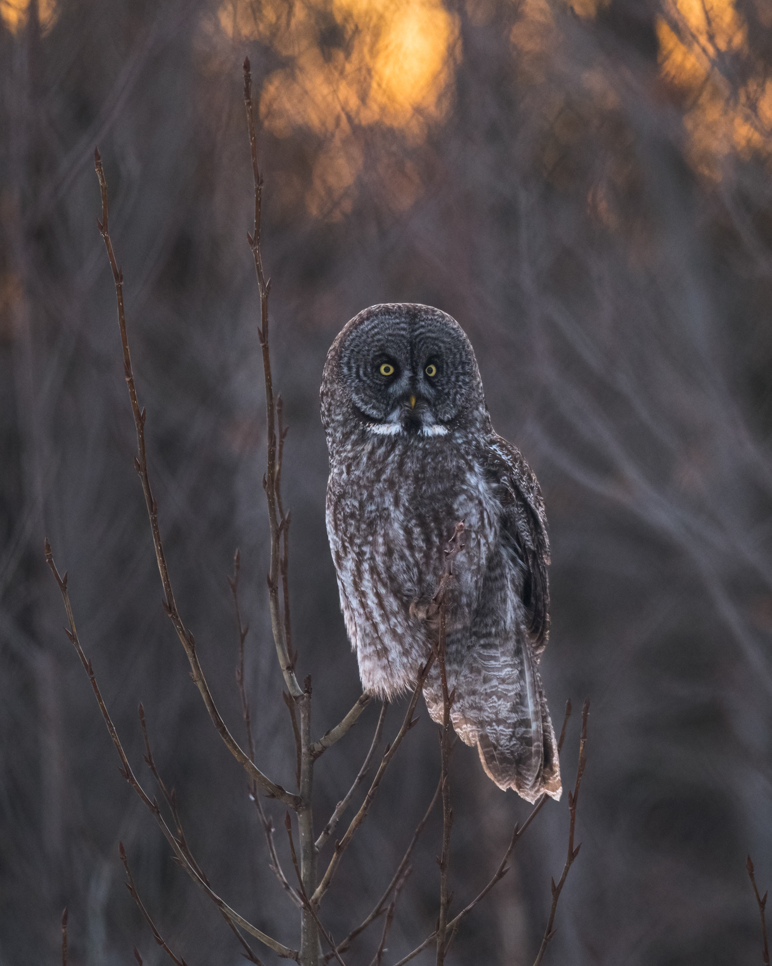 Great Grey Owl