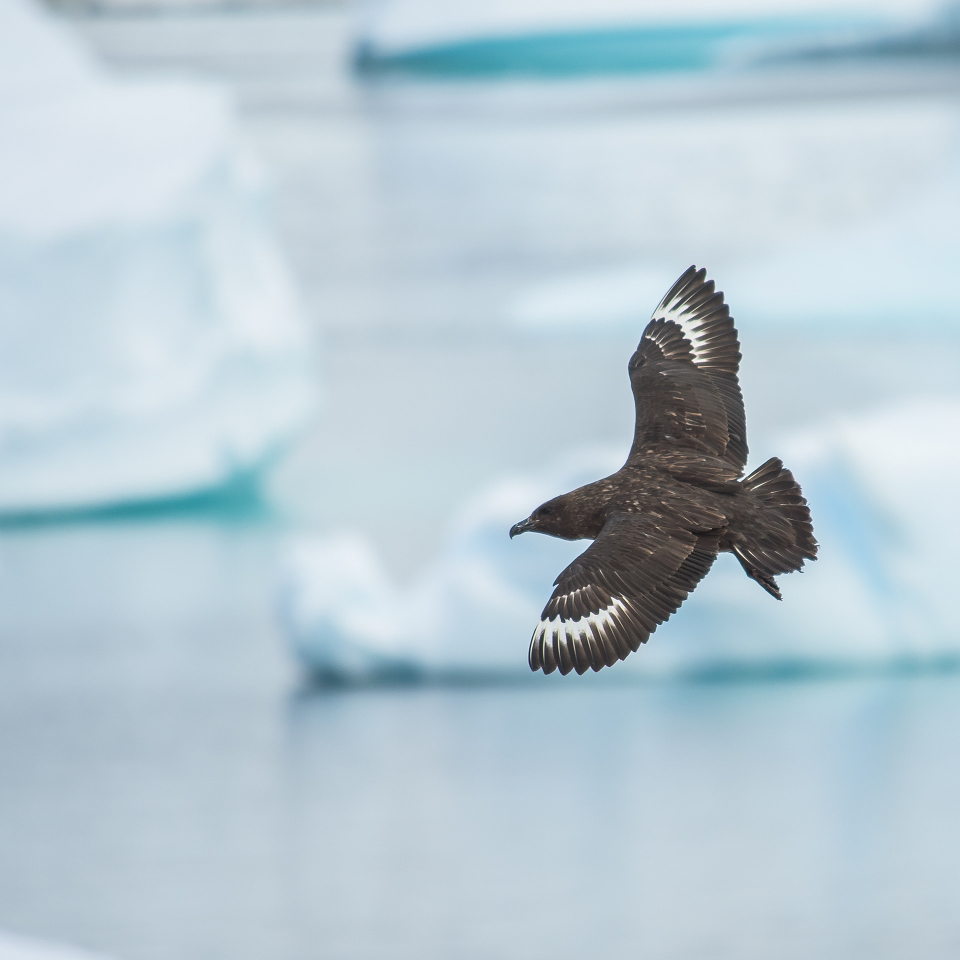 South Polar Skua