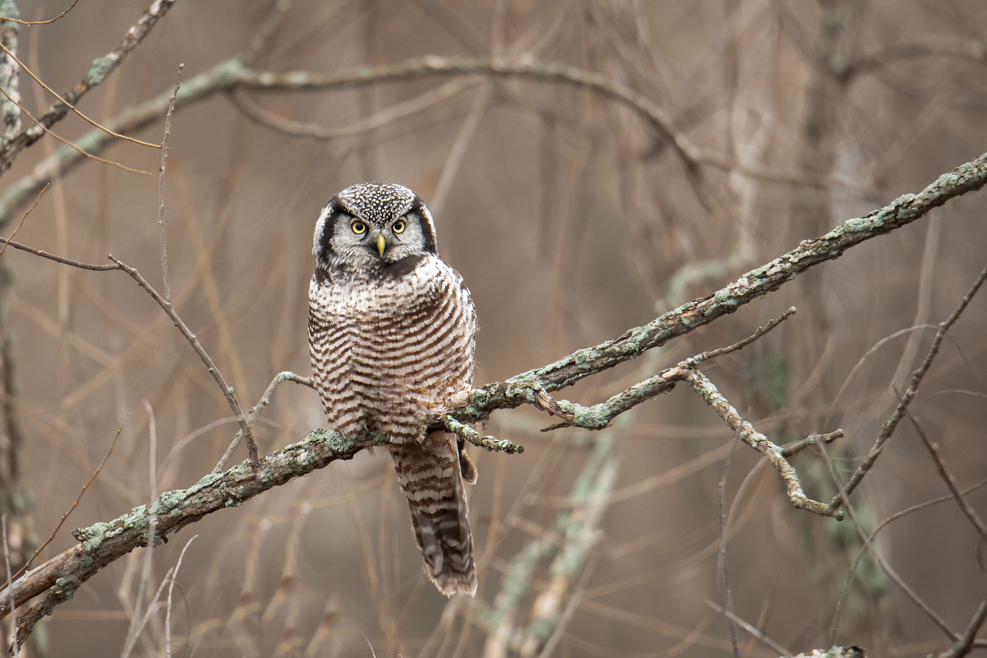 Killer of the boreal forest