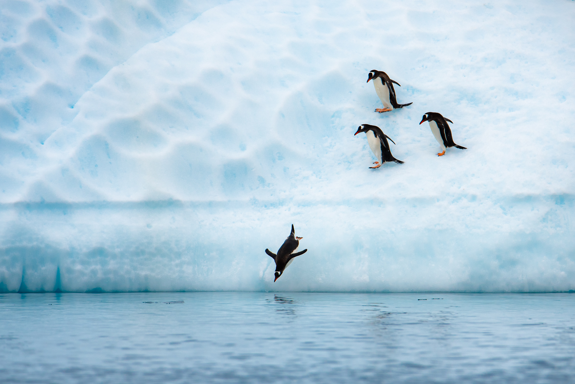 The Dive
