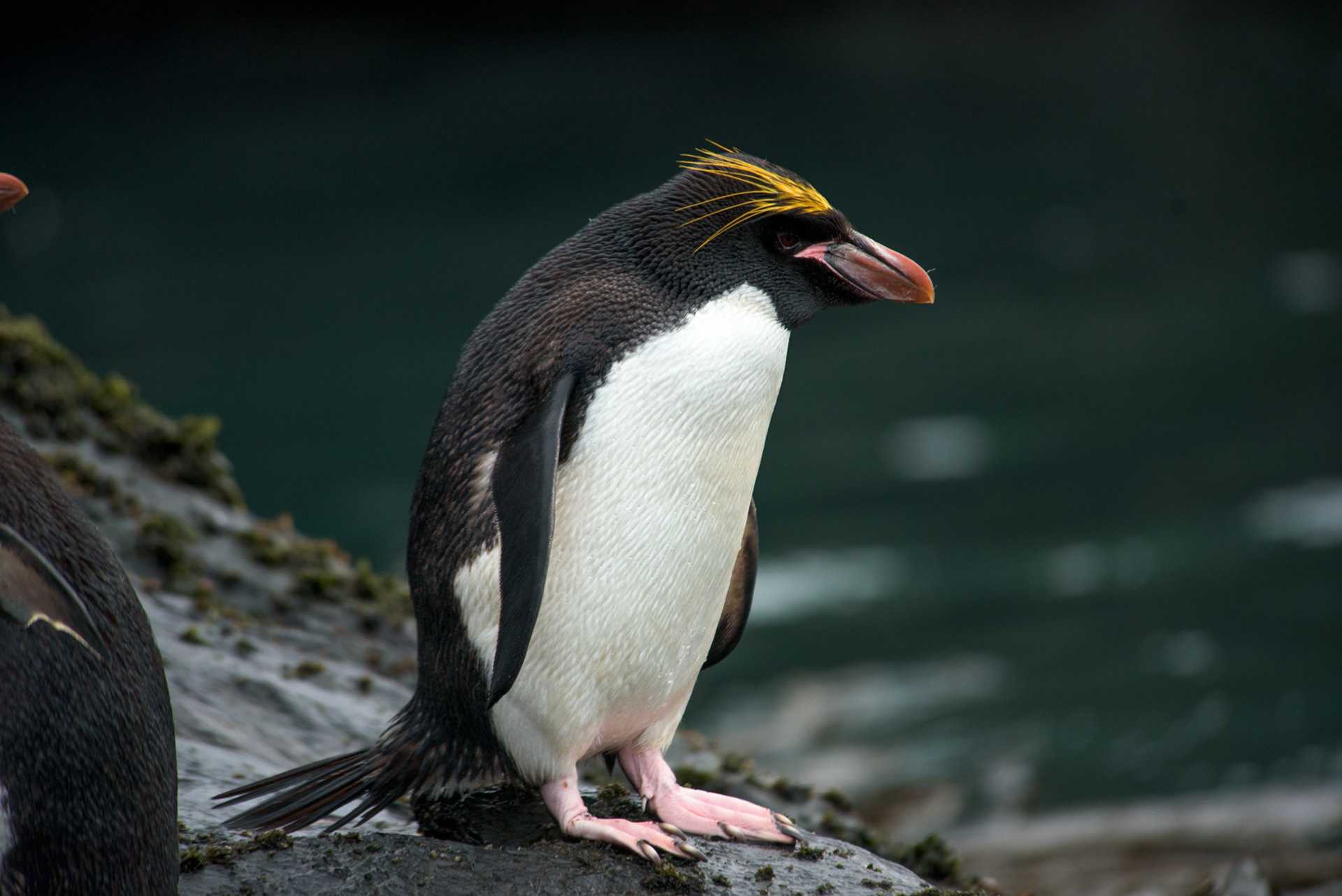 Rockhopper 2