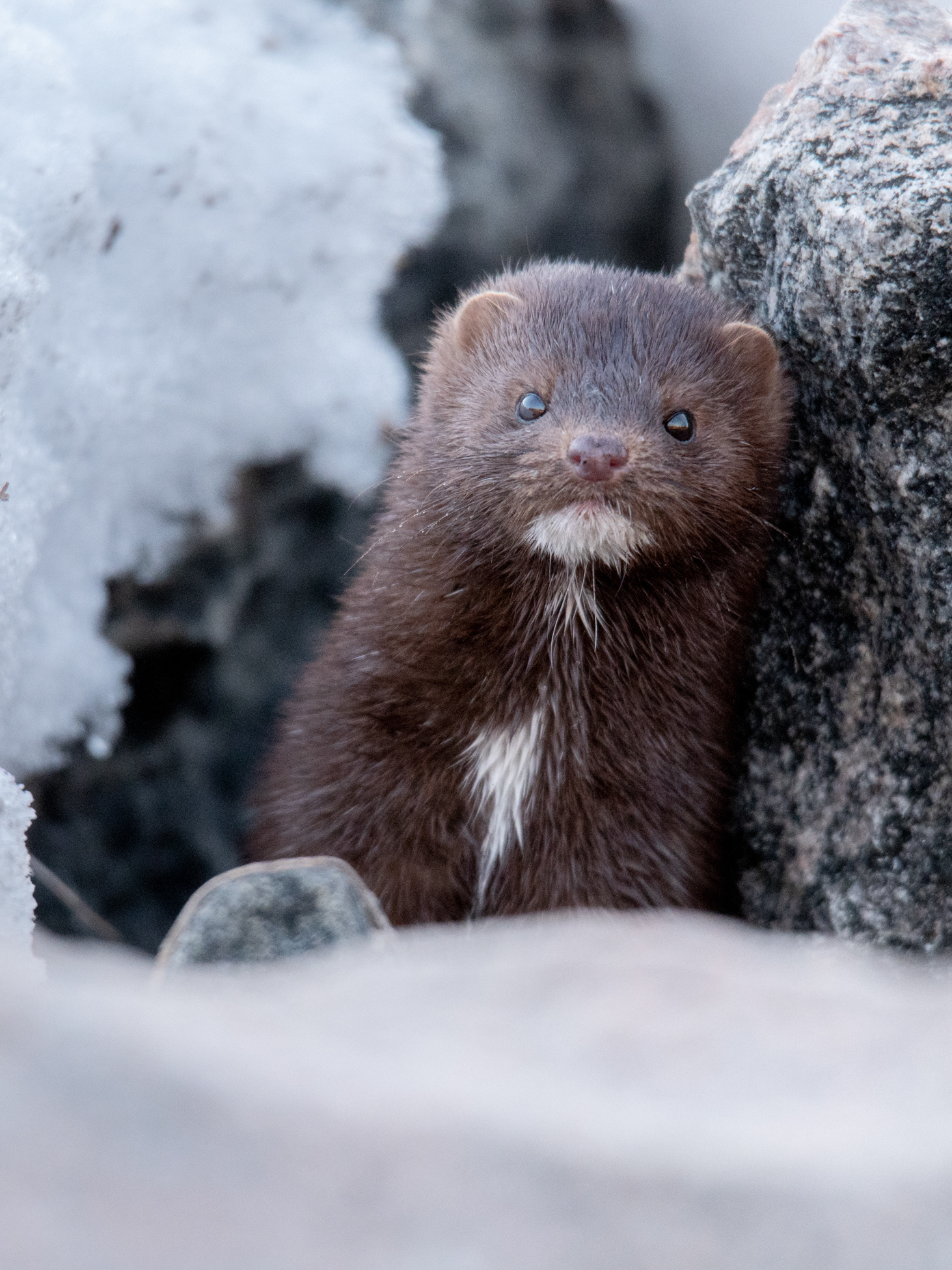 Mink