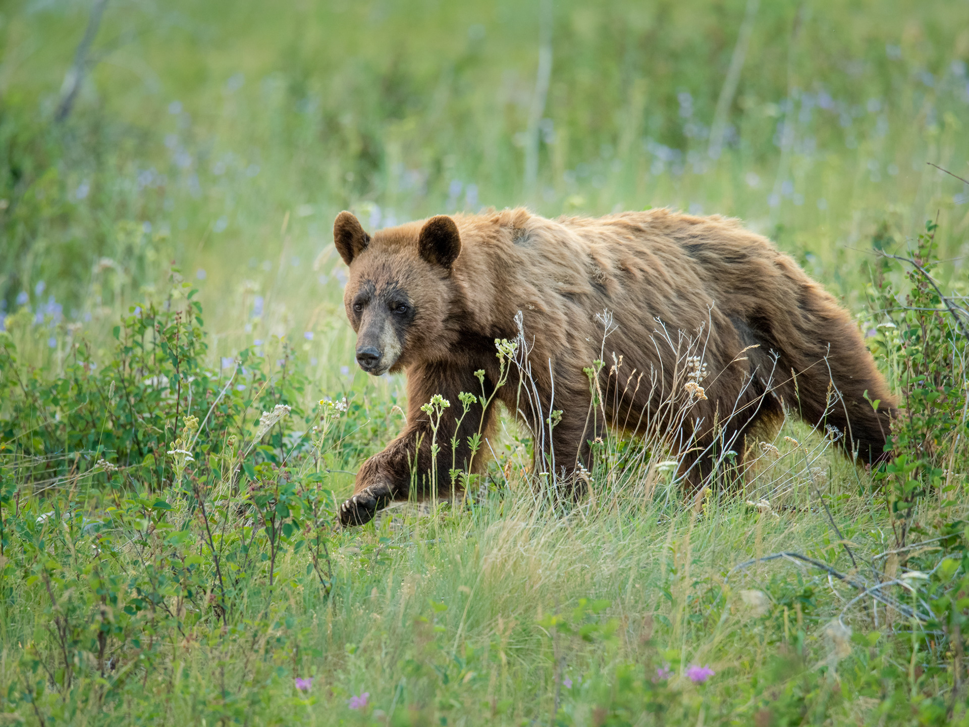 Cinnamon Bear