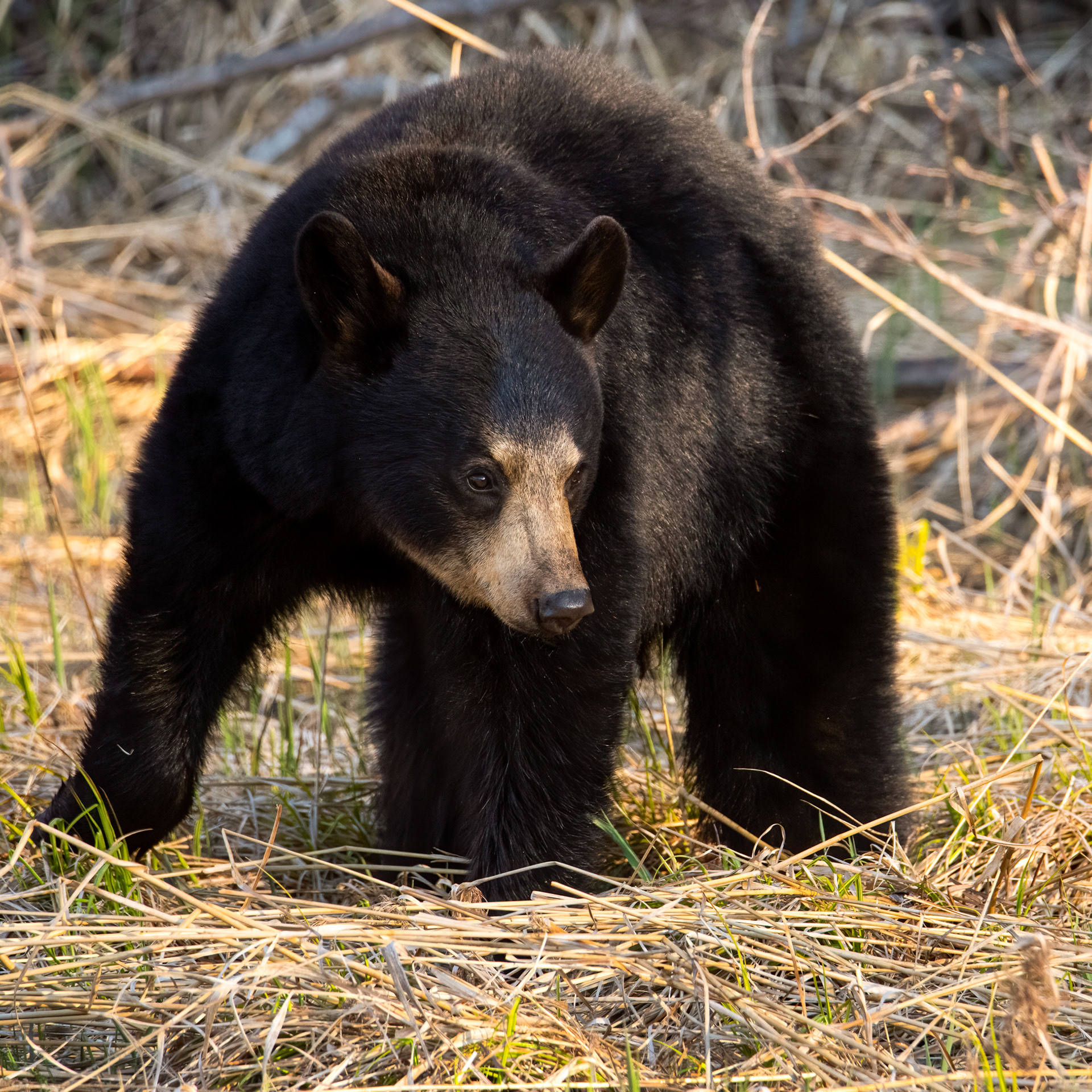 Black bear