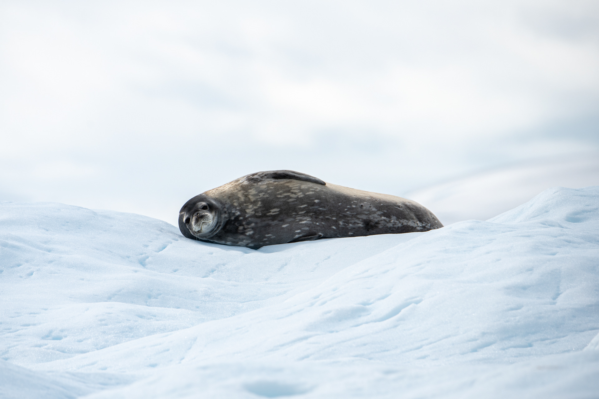 Flying Seal
