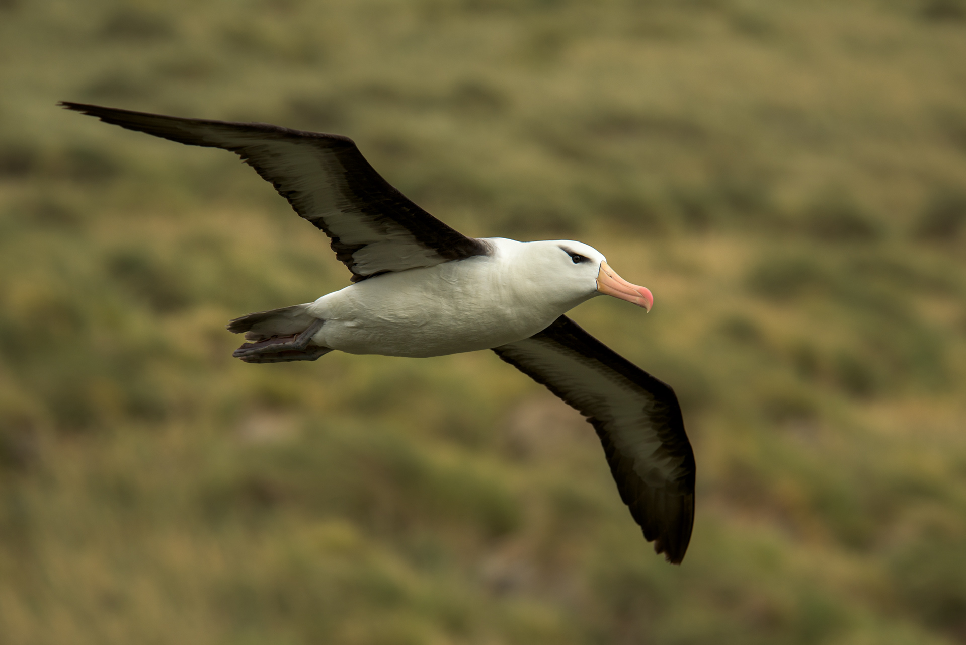 Black Browed Albatross