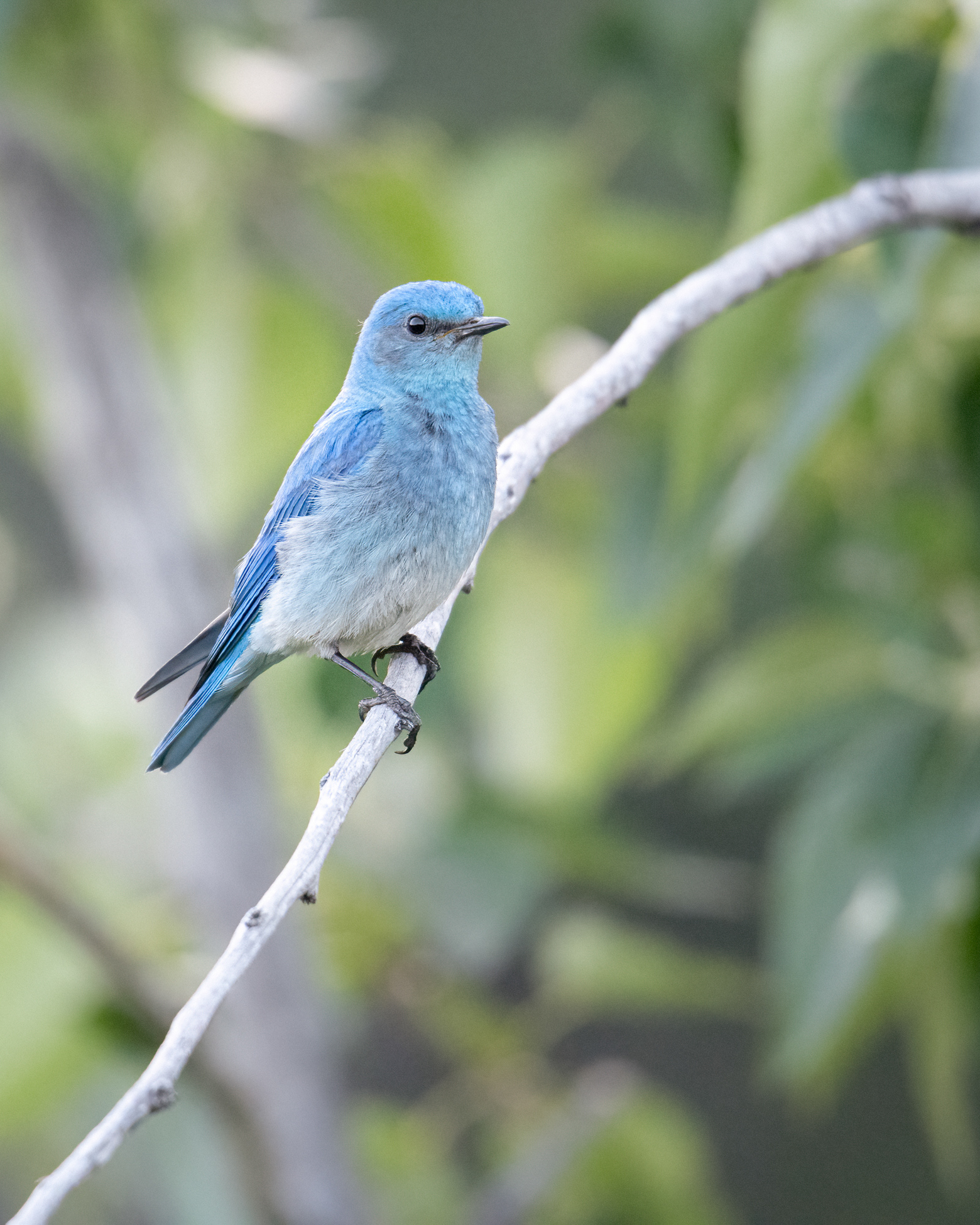 Mountain Bluebird