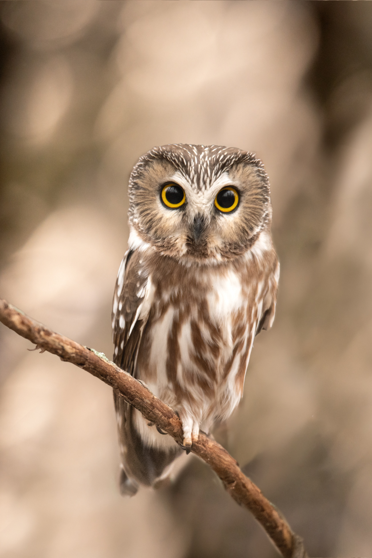 Saw-whet owl