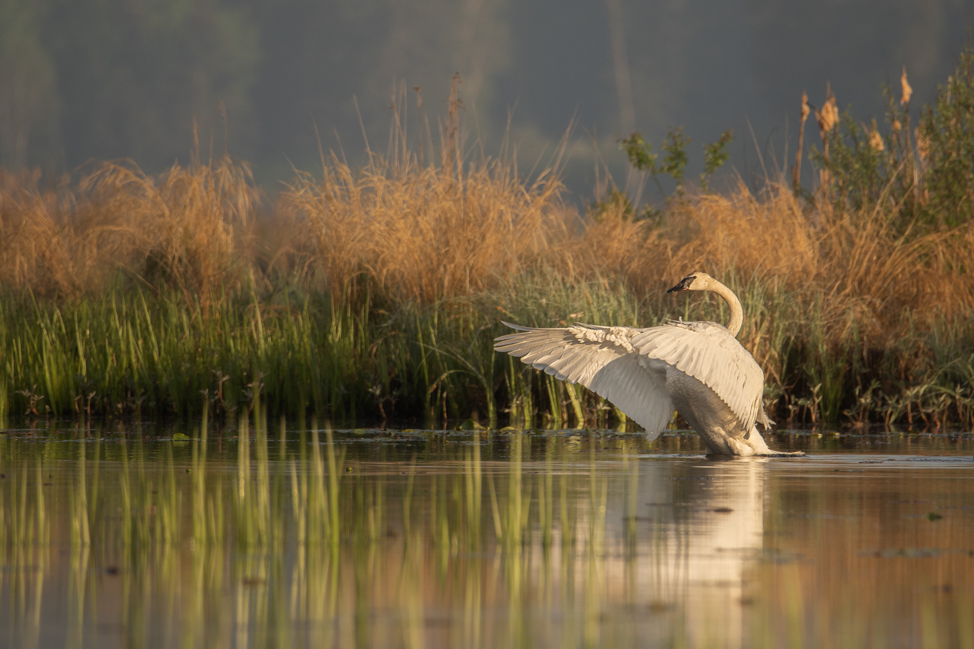 Trumpeter swan