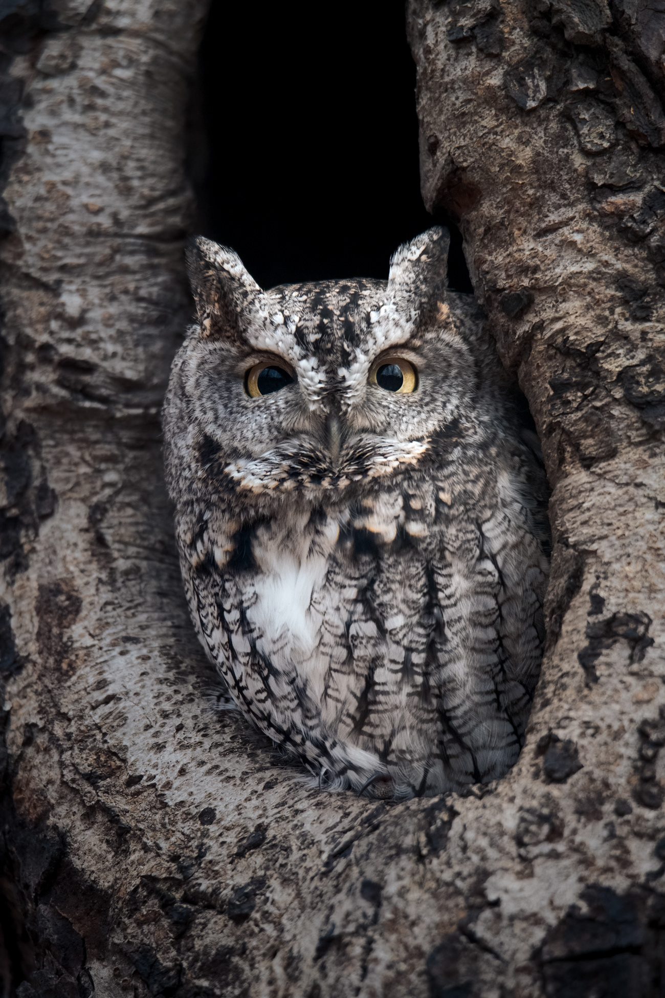Eastern Screech Owl
