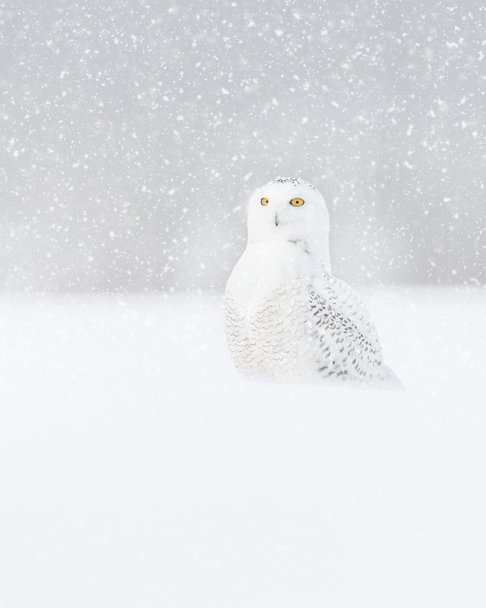 Snowy Owl