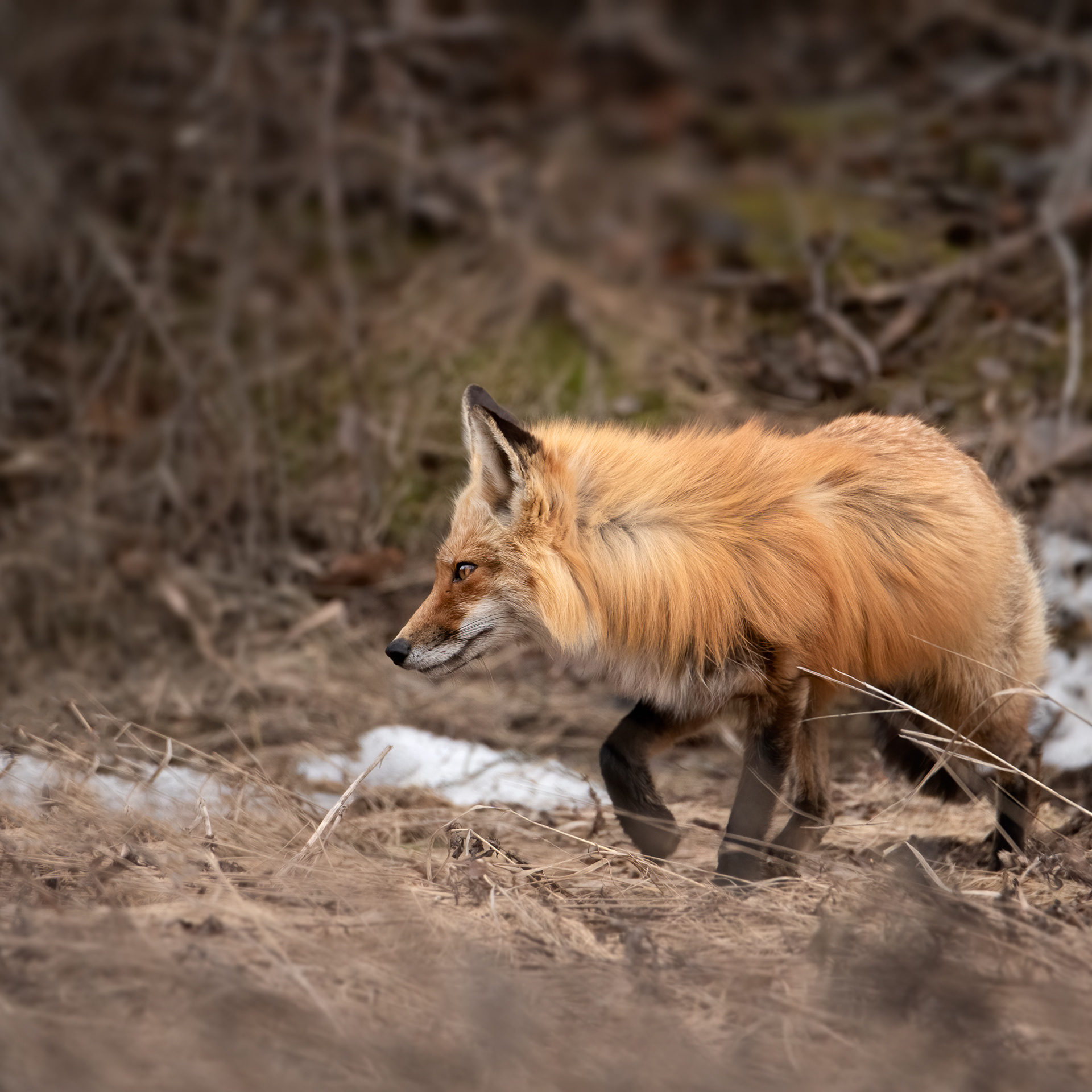 On the hunt 2