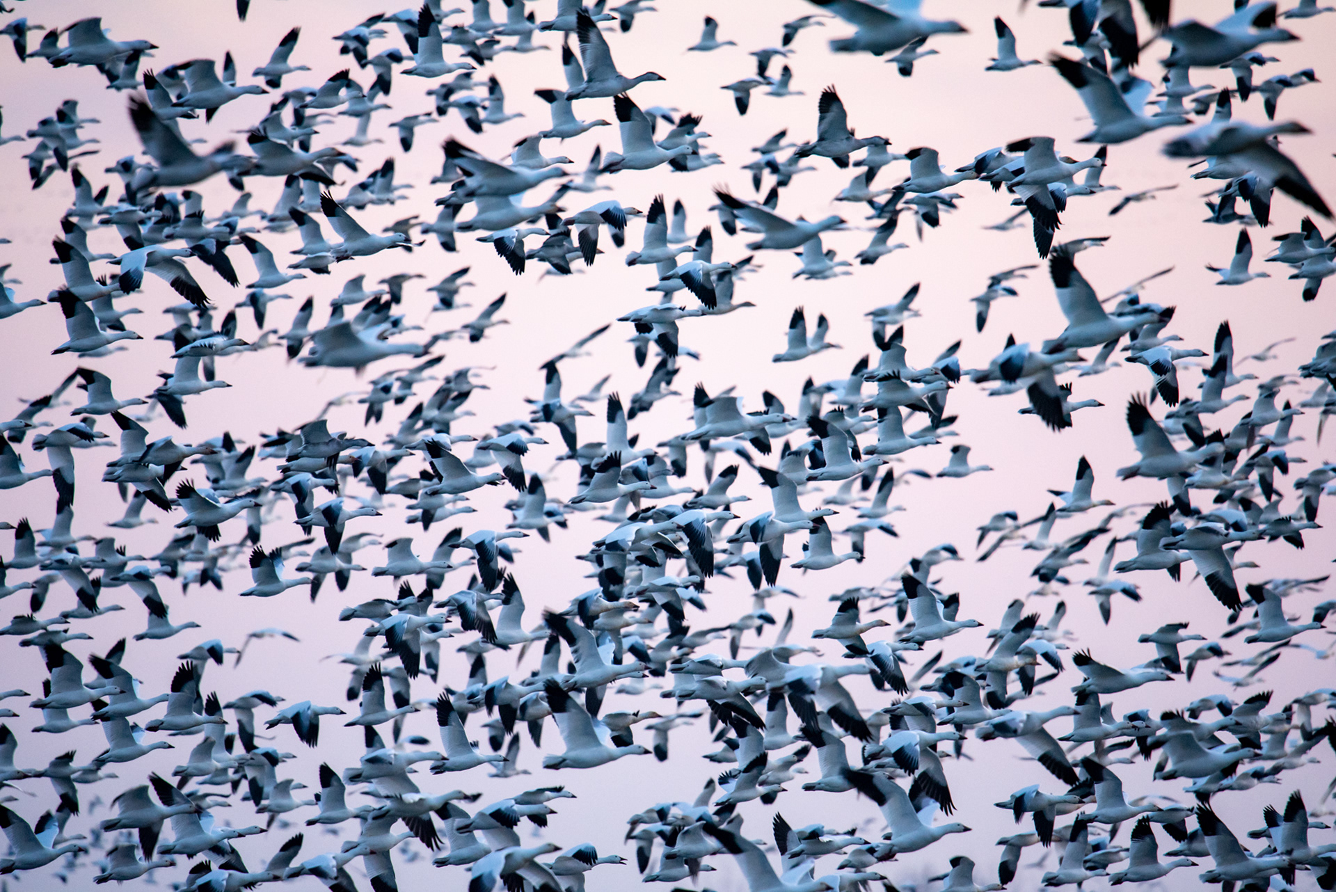 Snow geese migration 2
