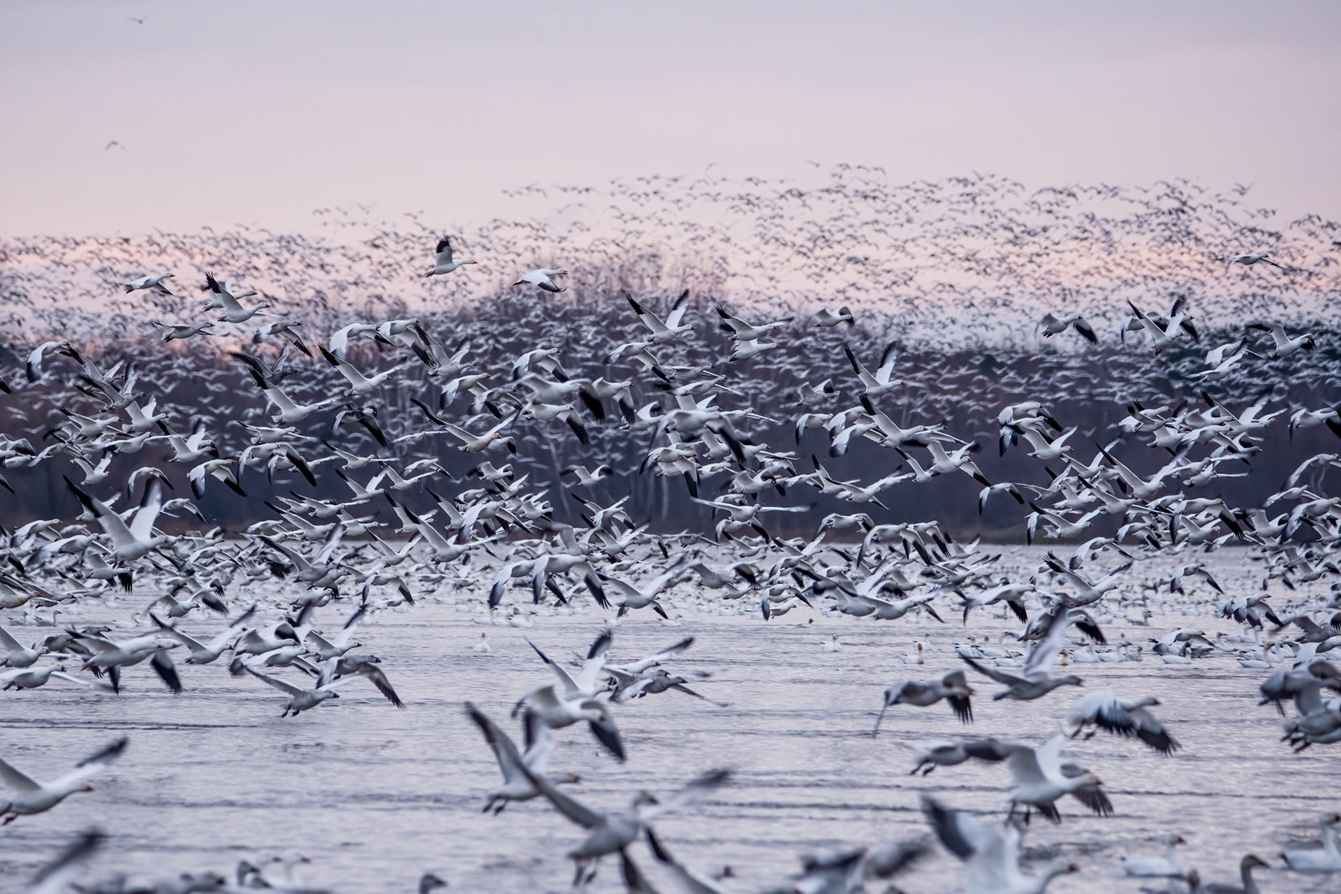 Snow geese migration