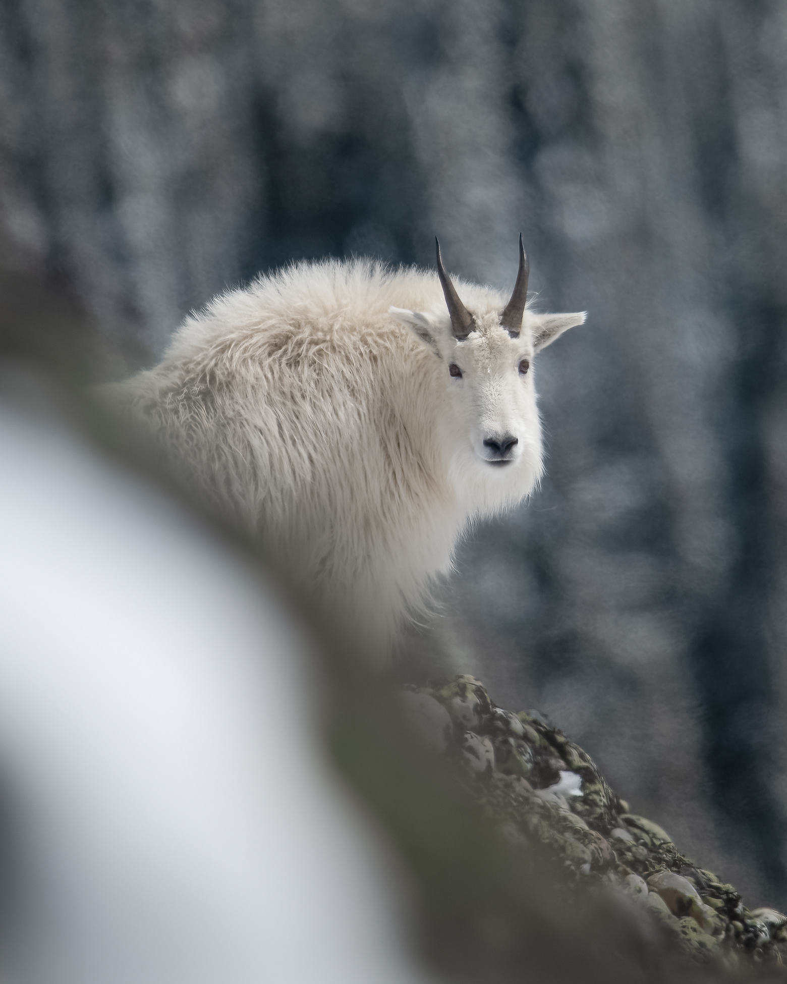 Mountain Goat