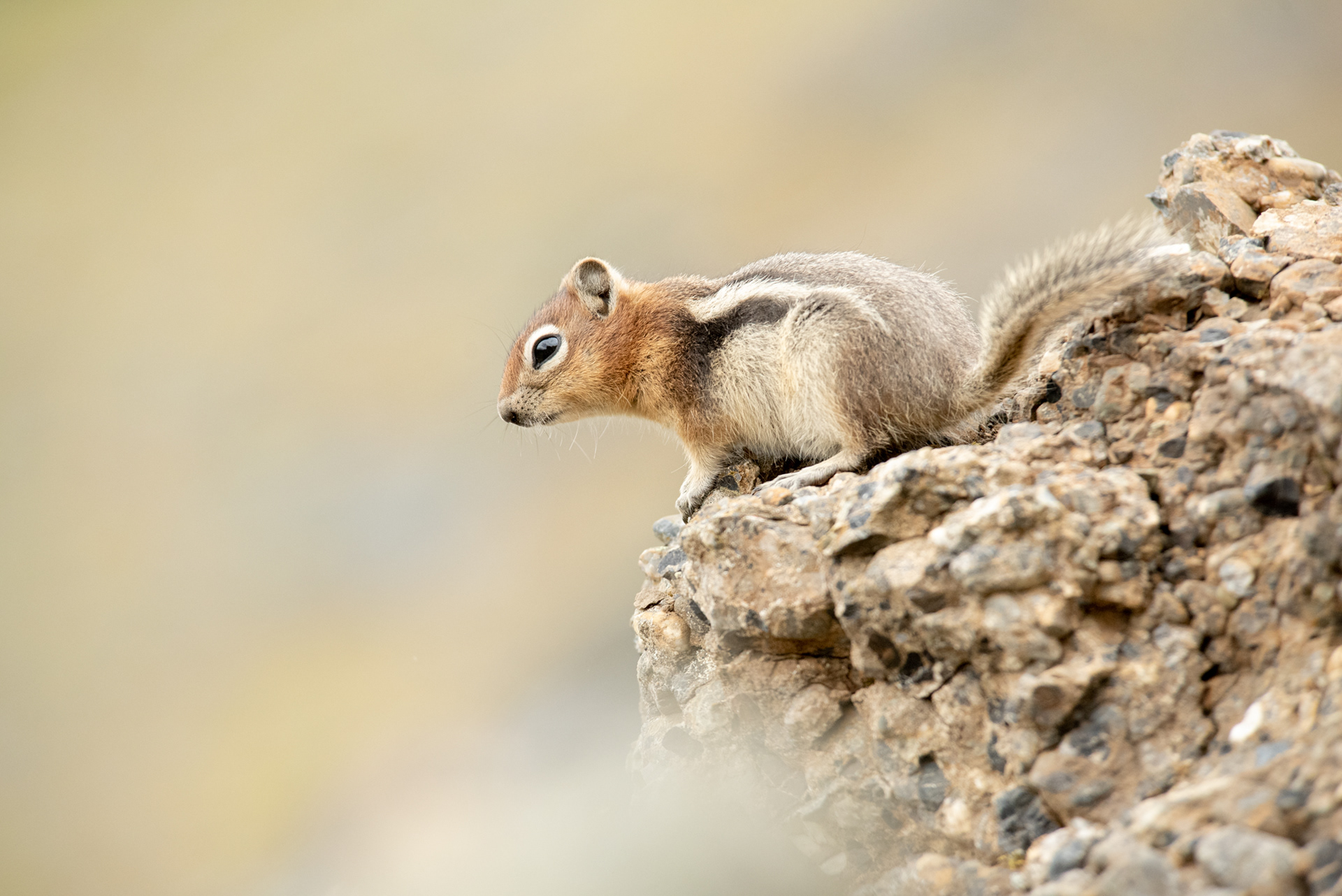 Gold-mantled Ground-Squirrel