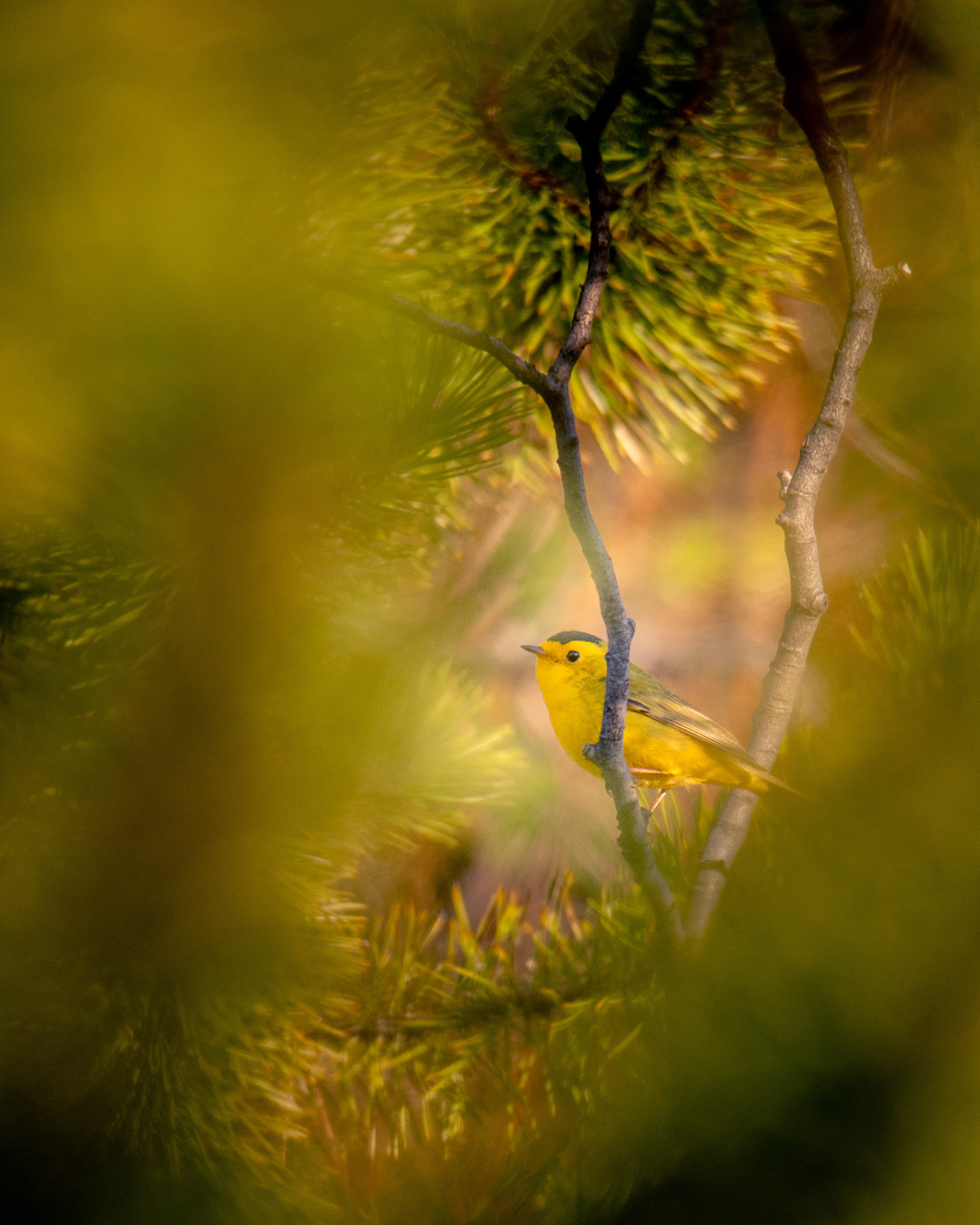 Black-Capped Warbler