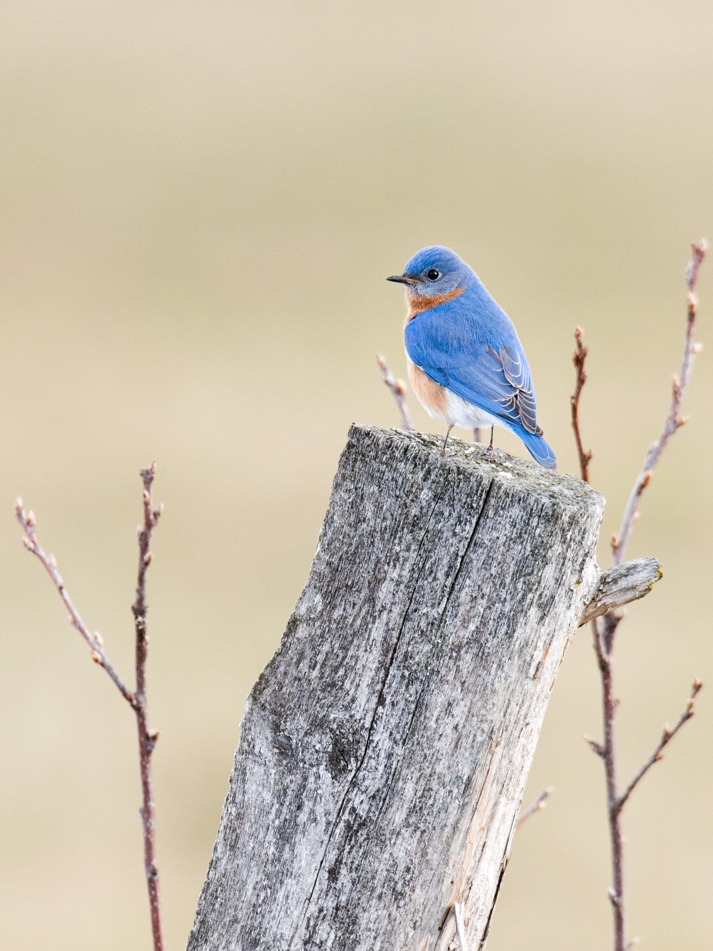 Eastern bluebird