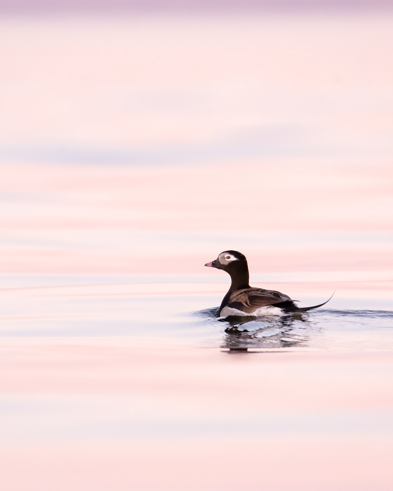Long-tailed duck