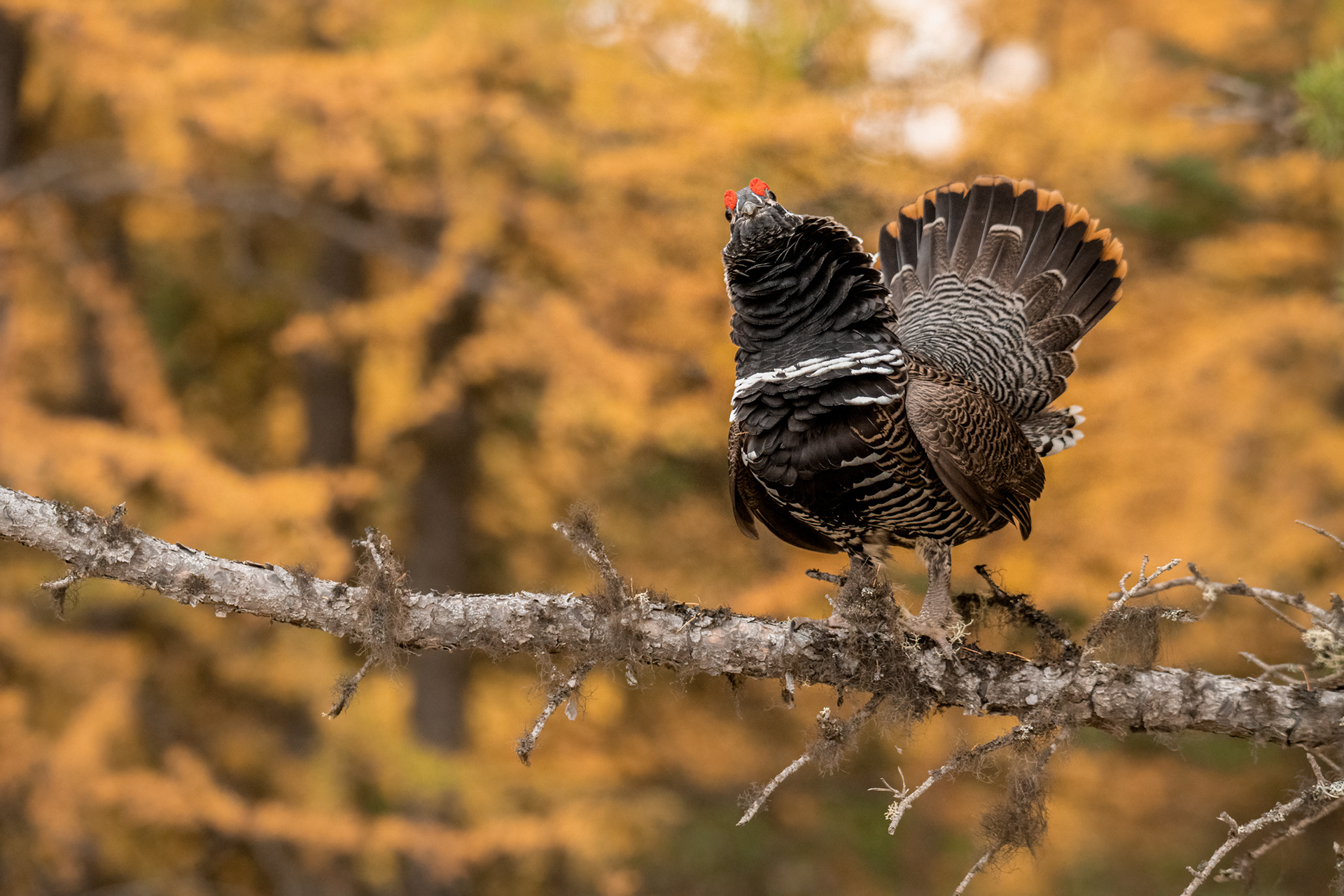 Spruce grouse in larks