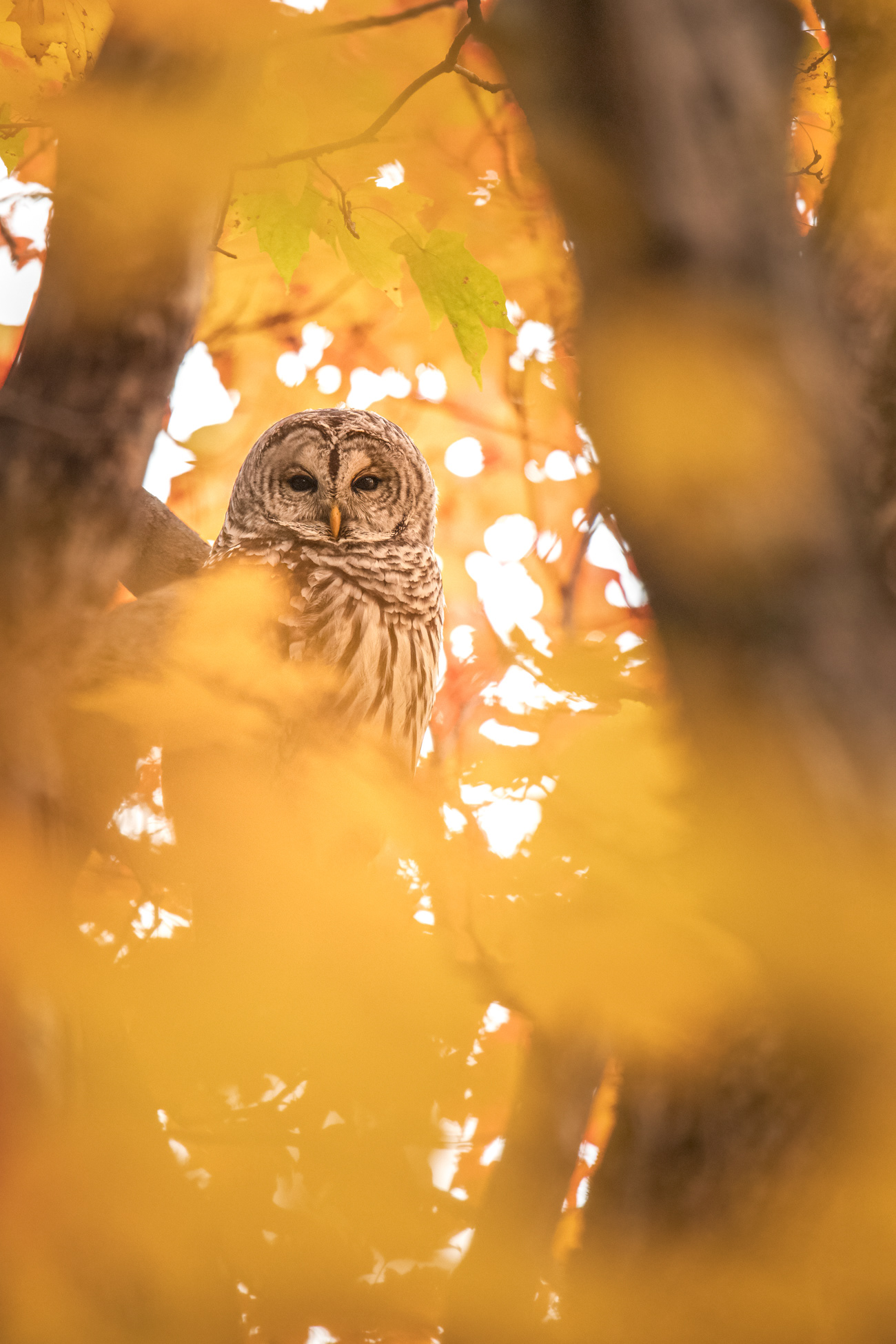 Barred owl