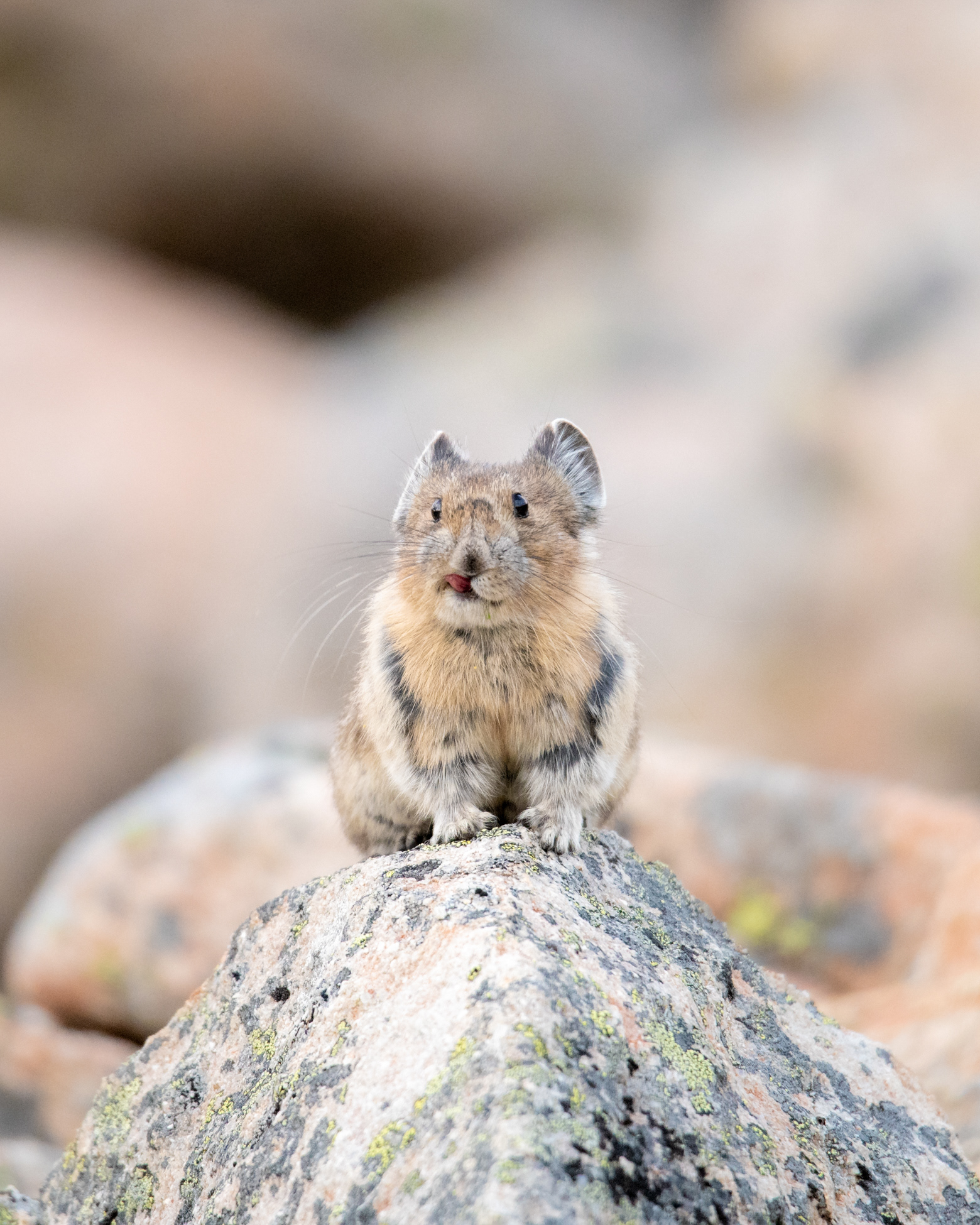 Got Something in my Teeth