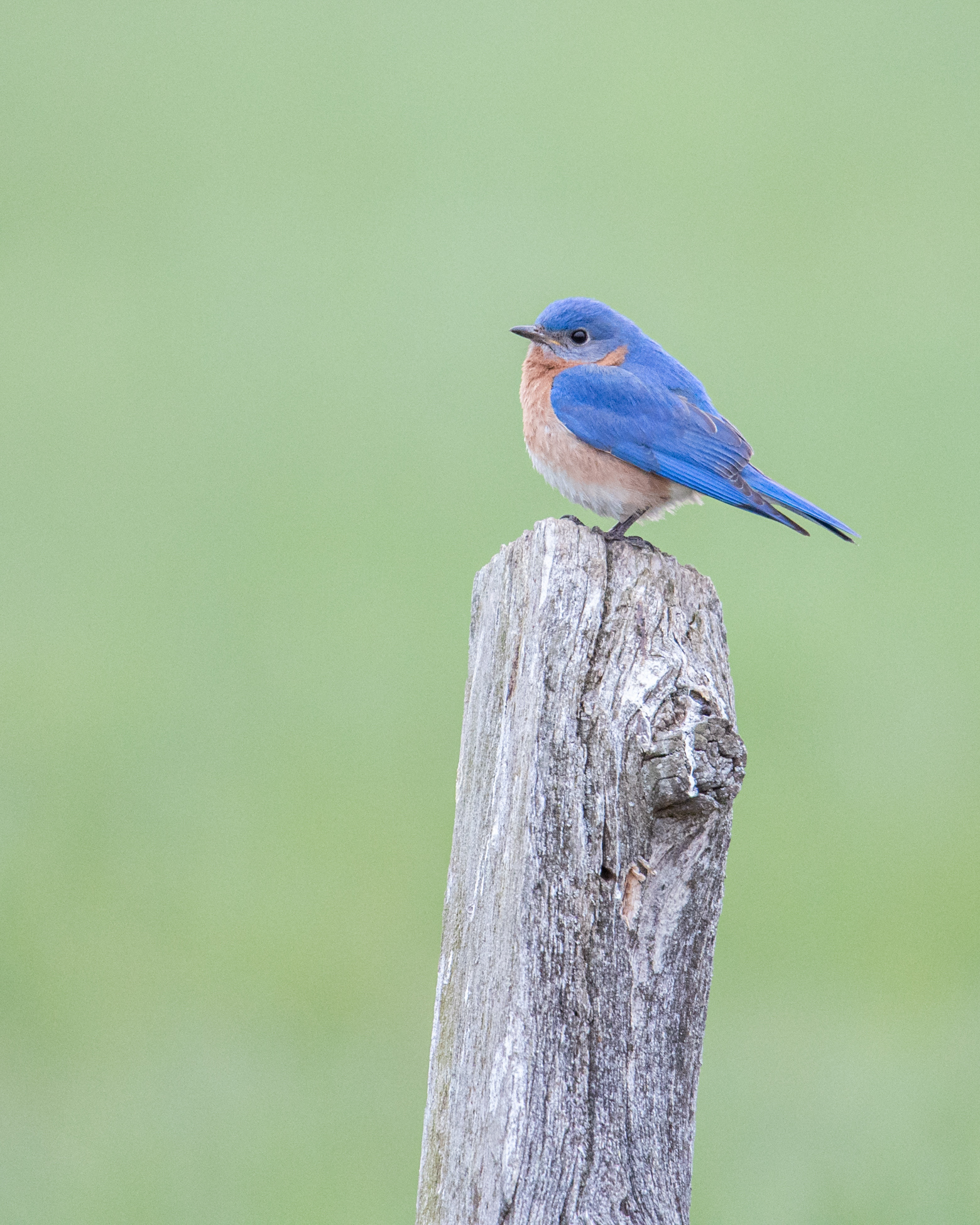 Eastern bluebird 2