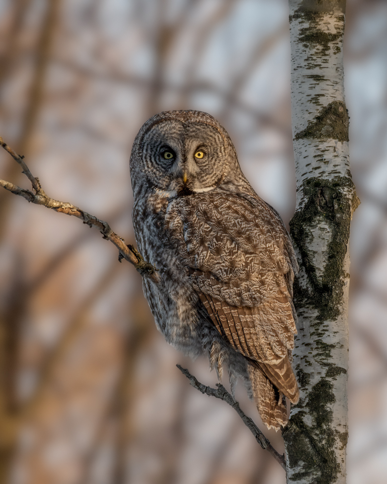 Basking in the Sunset