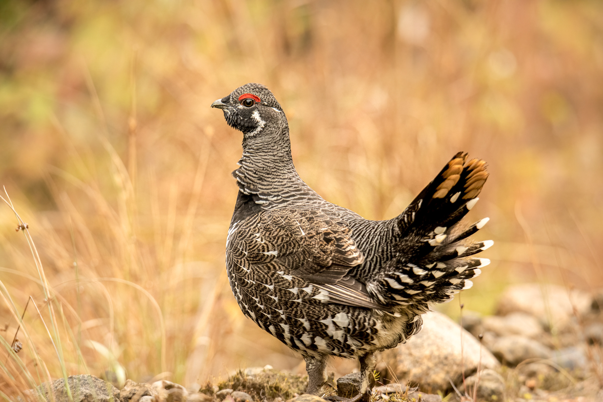 Spruce grouse