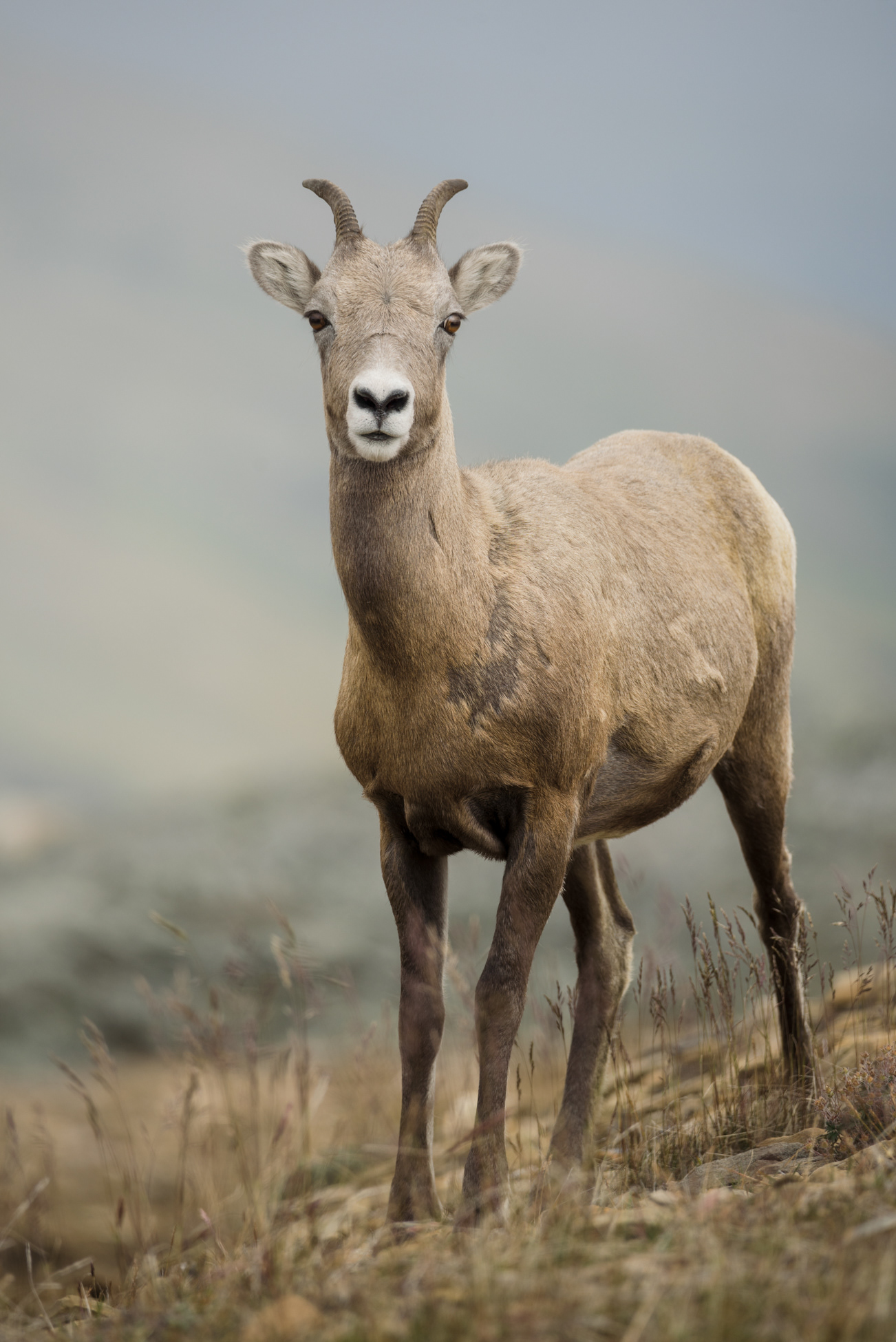 Bighorn Sheep