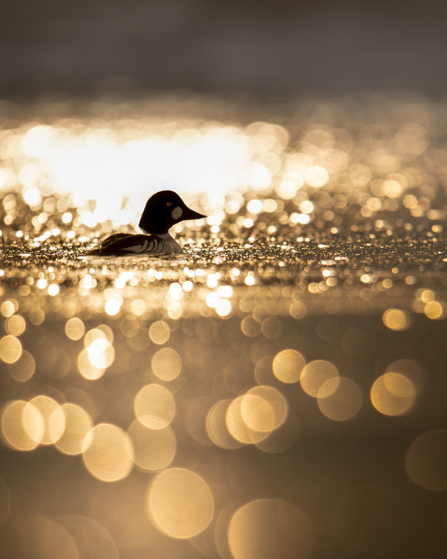 Golden eye
