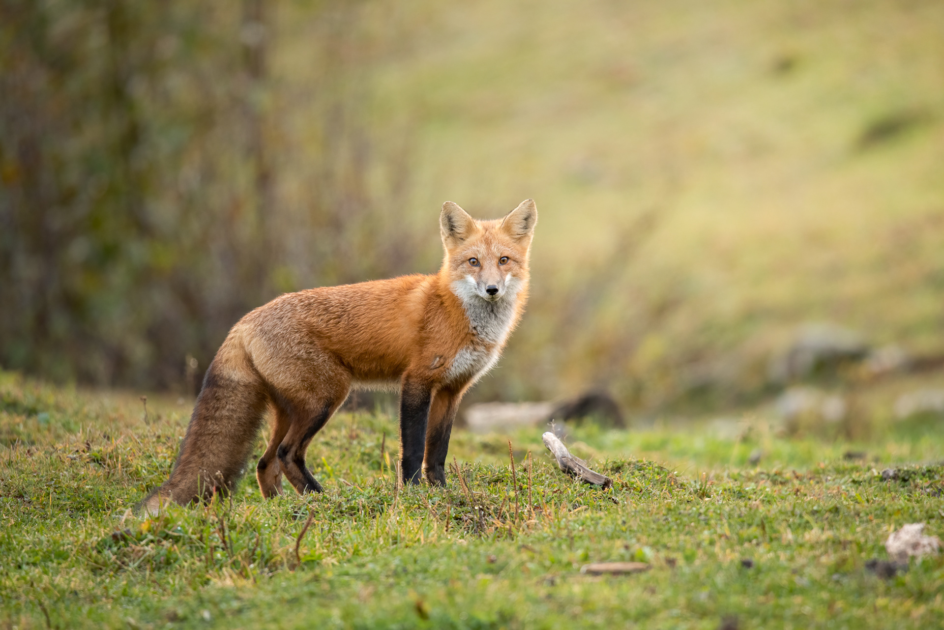 Foxy