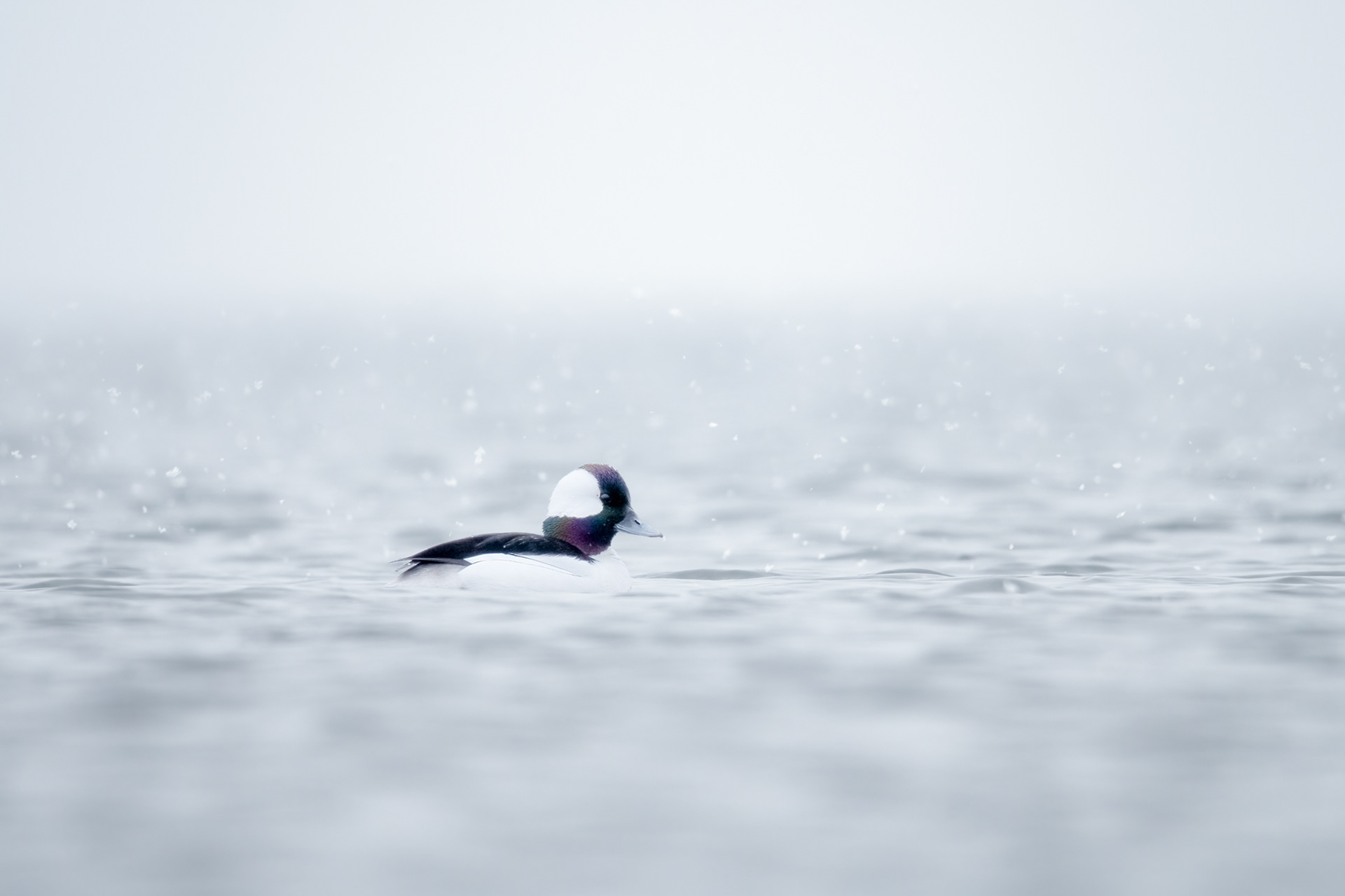 Bufflehead in the snow