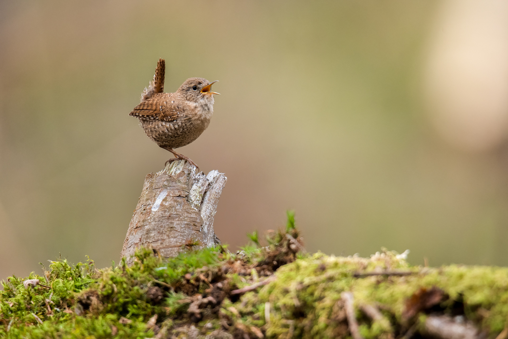 Winter wren