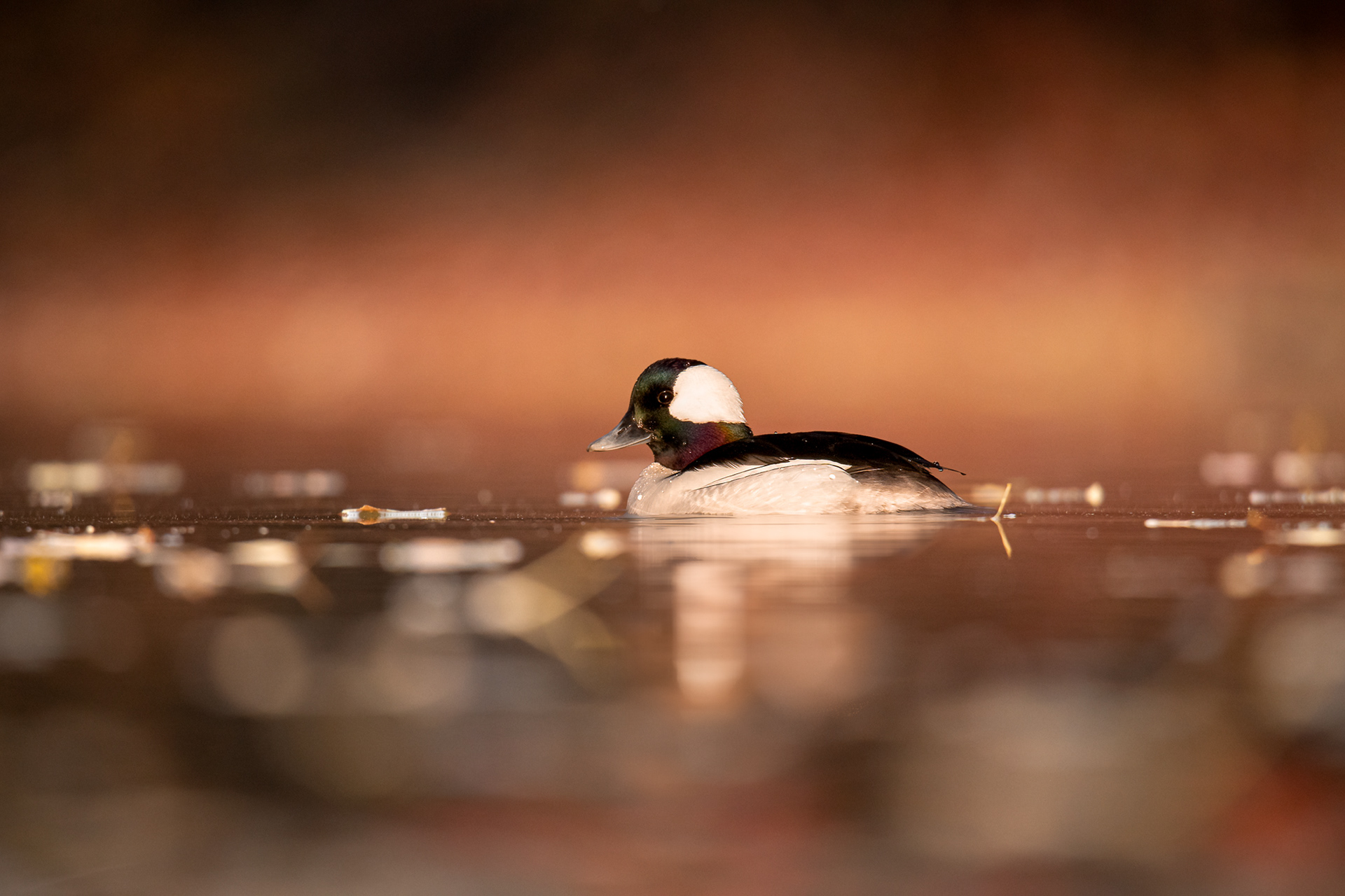 Bufflehead