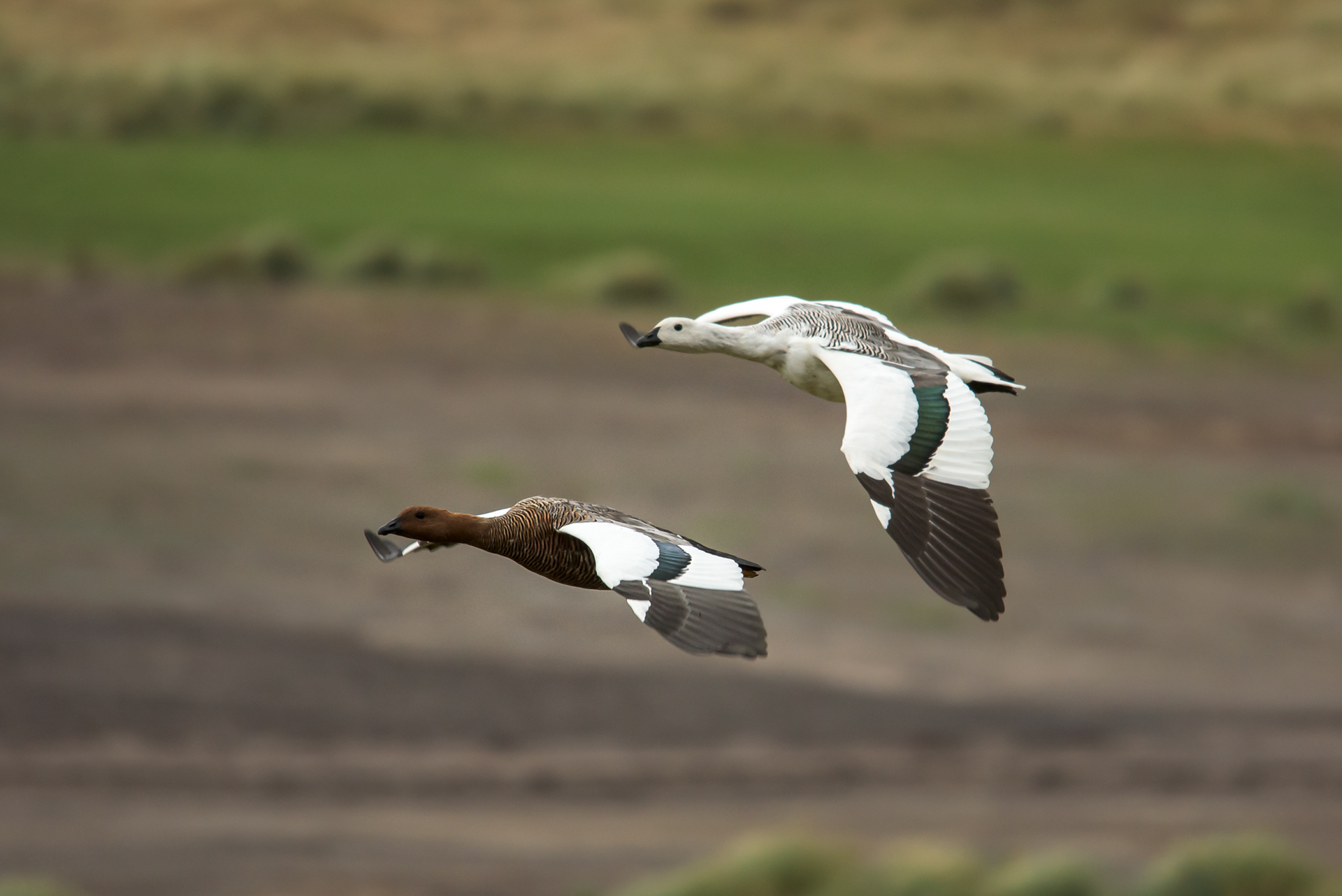 Upland goose