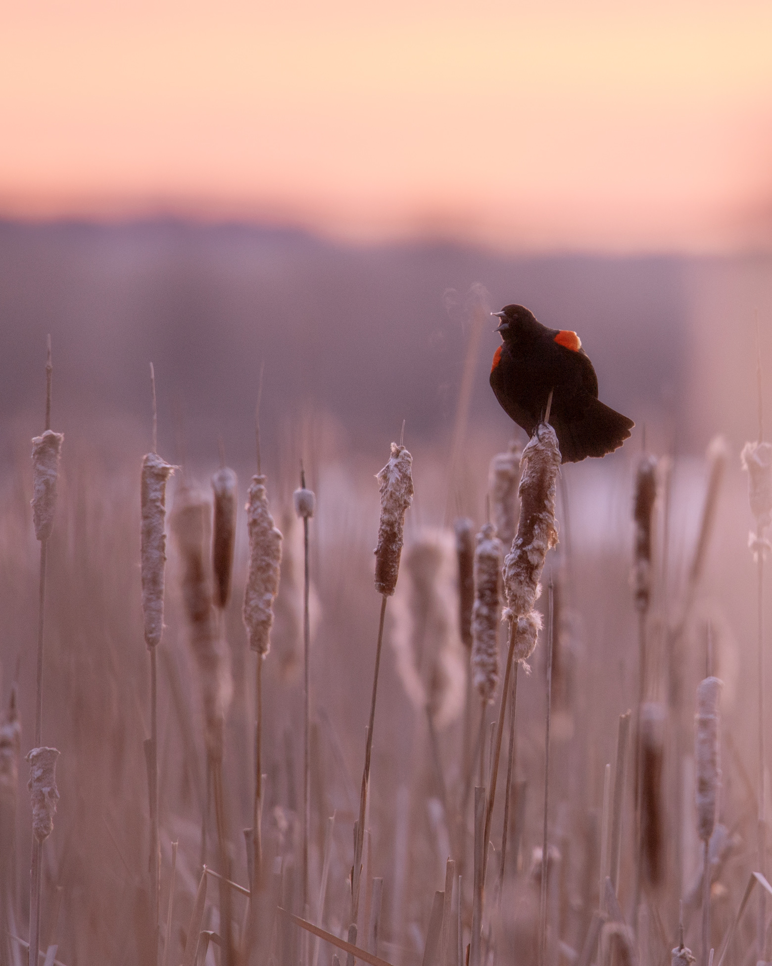 Cold morning