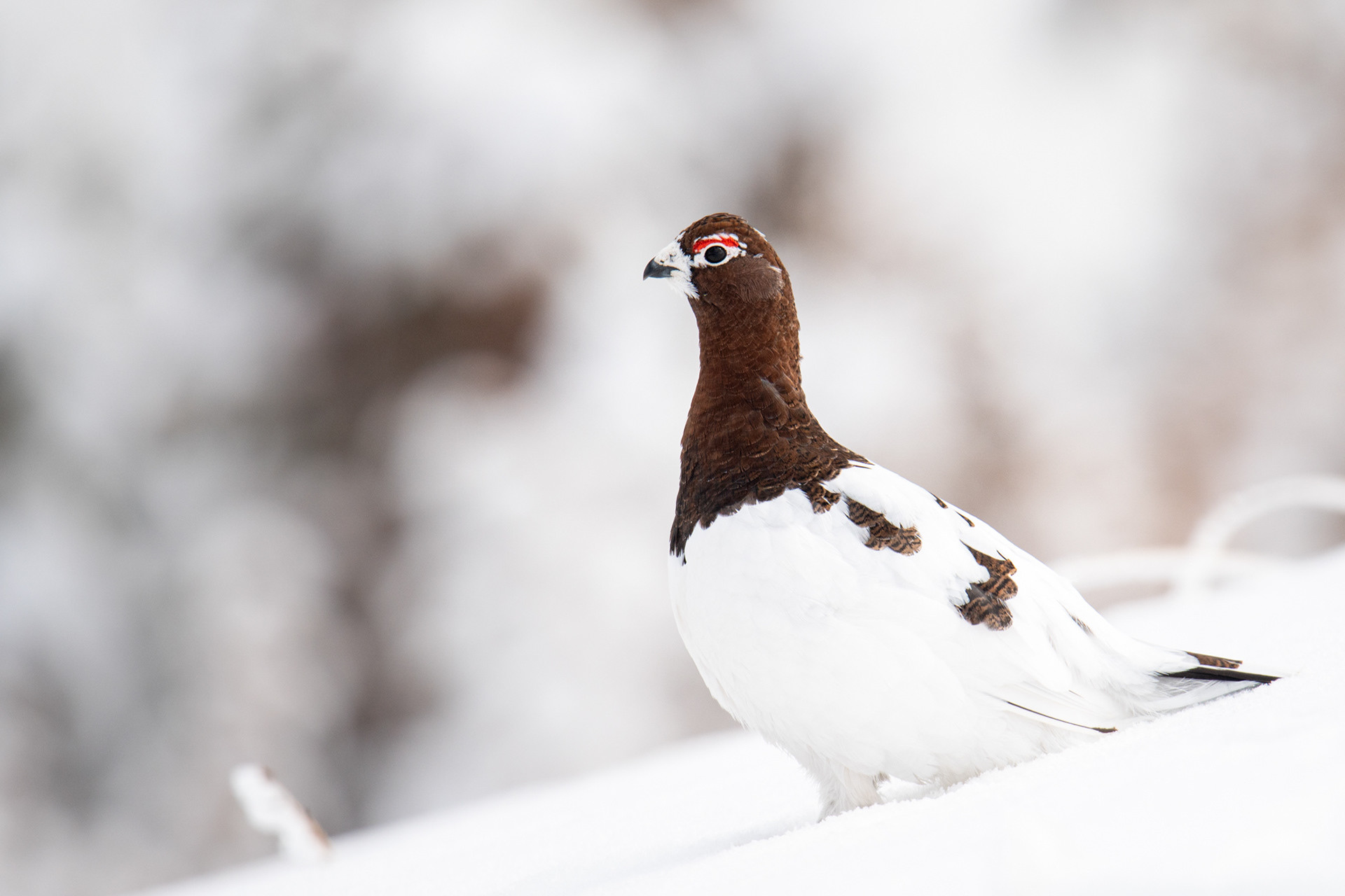 Willow Ptarmigan