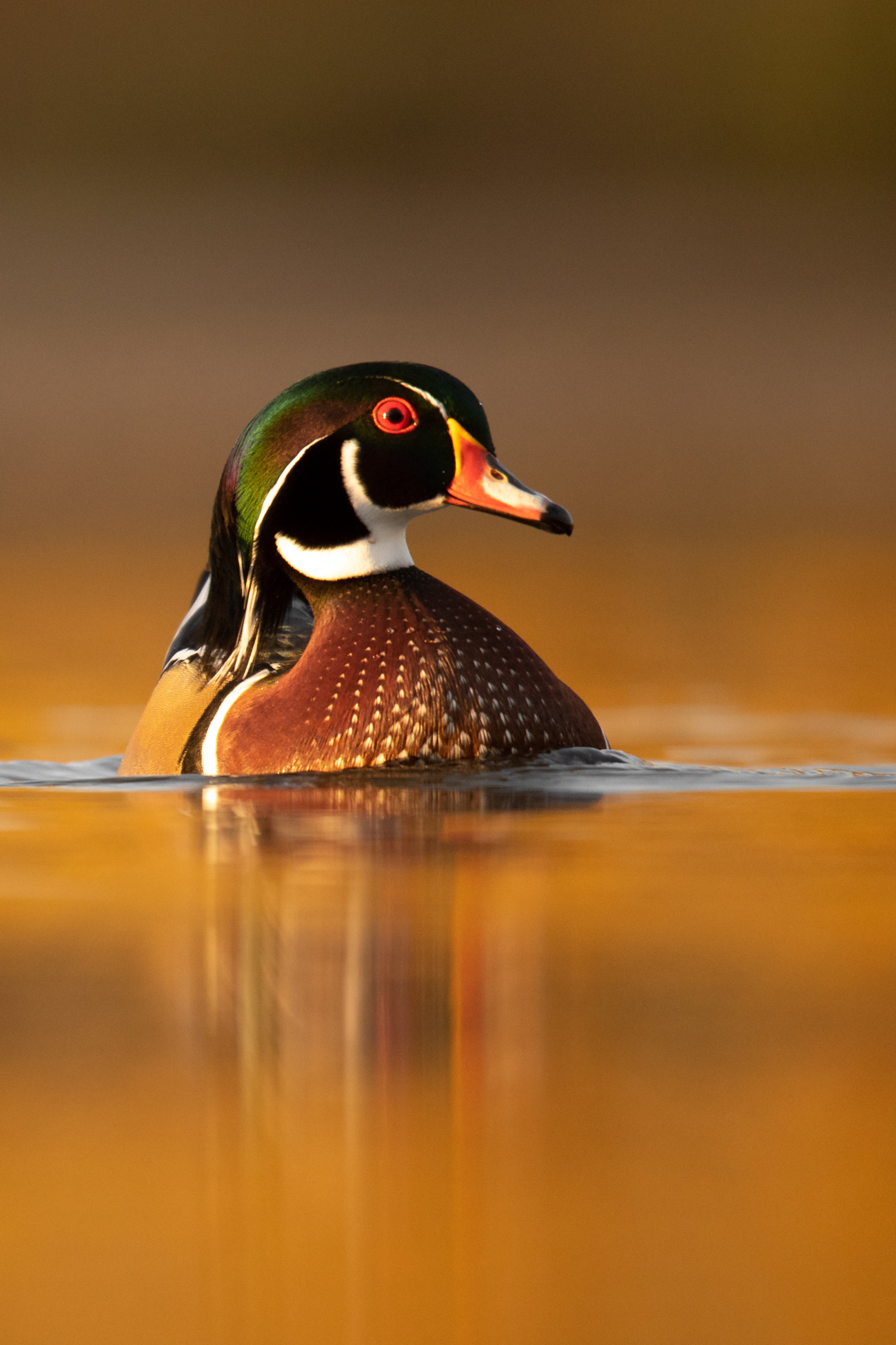 Wood duck