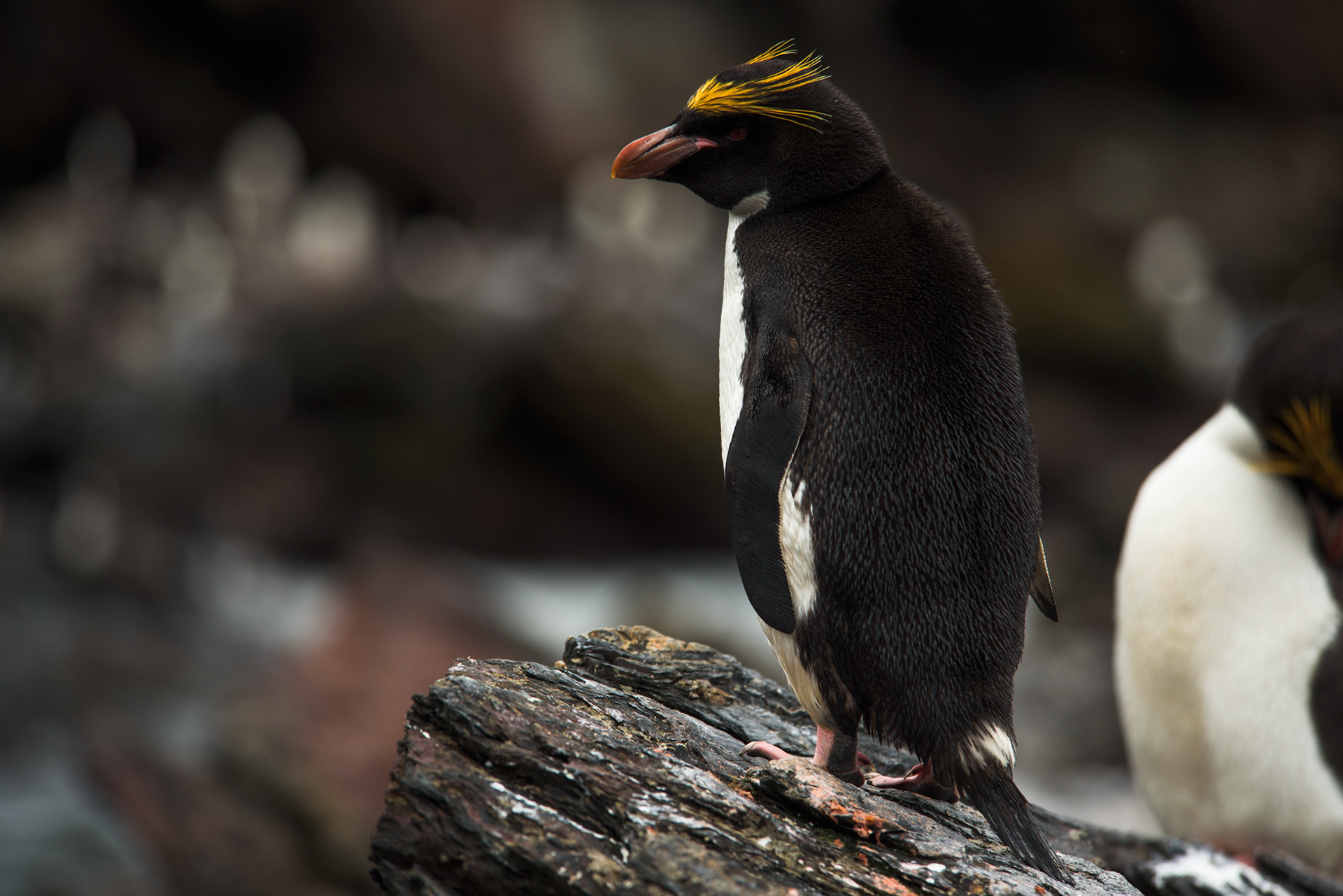 Rockhopper