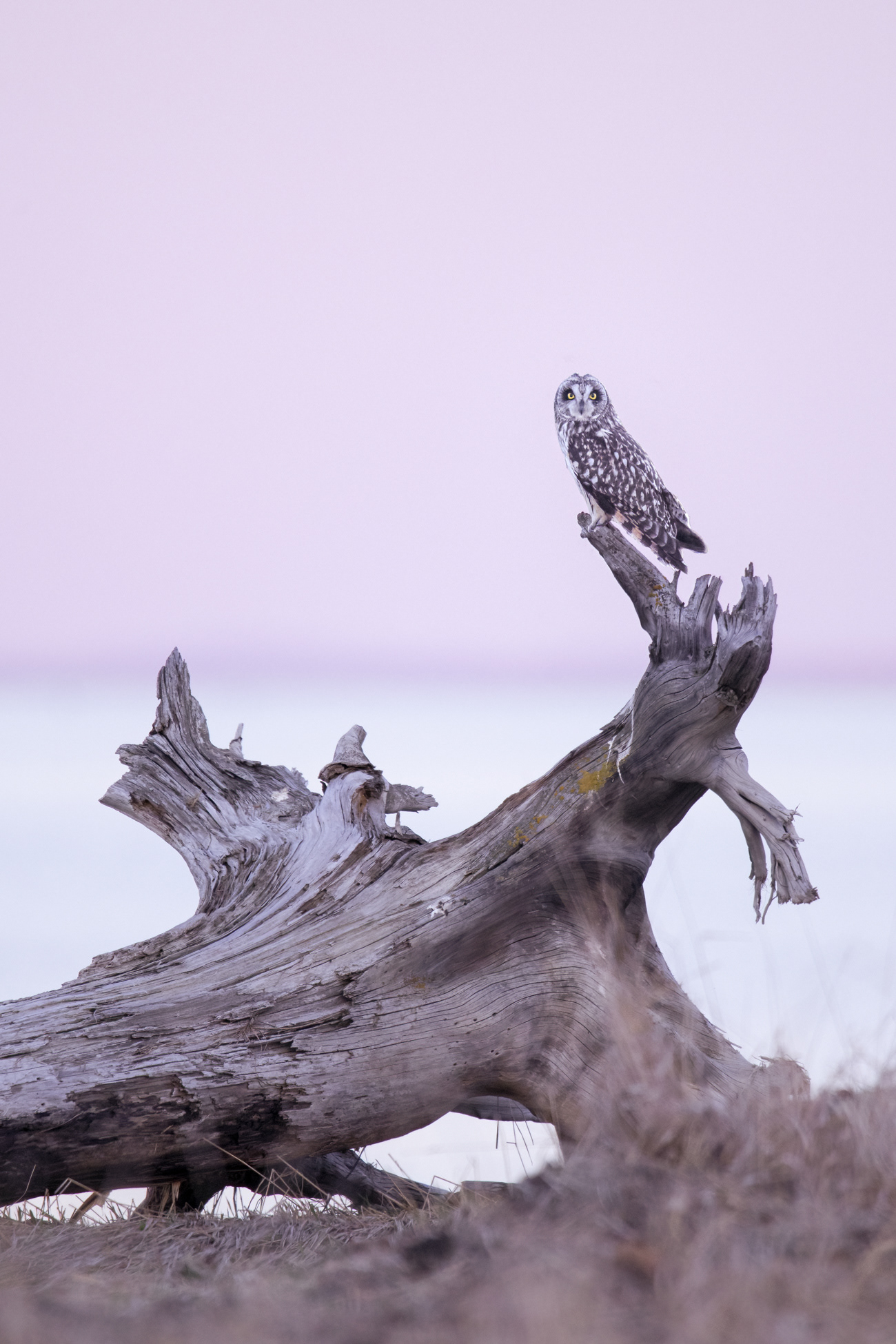 Short-eared owl
