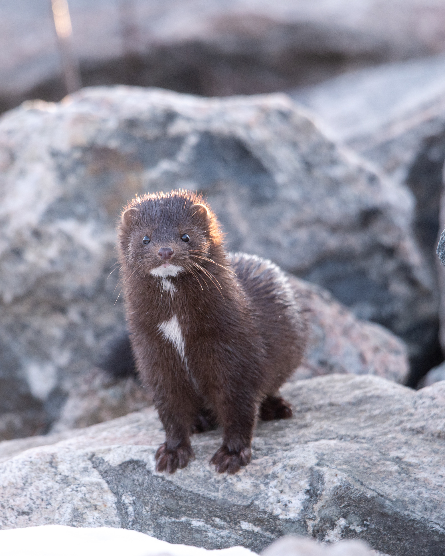 Mink 2