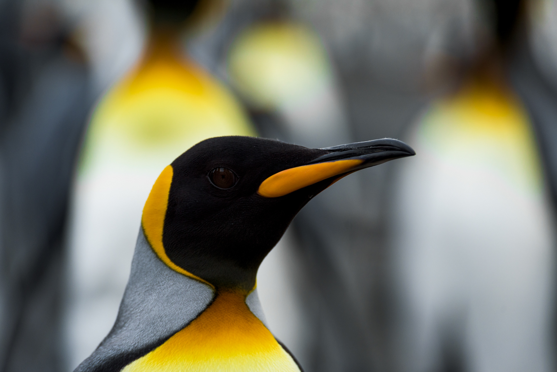 King Penguin 2