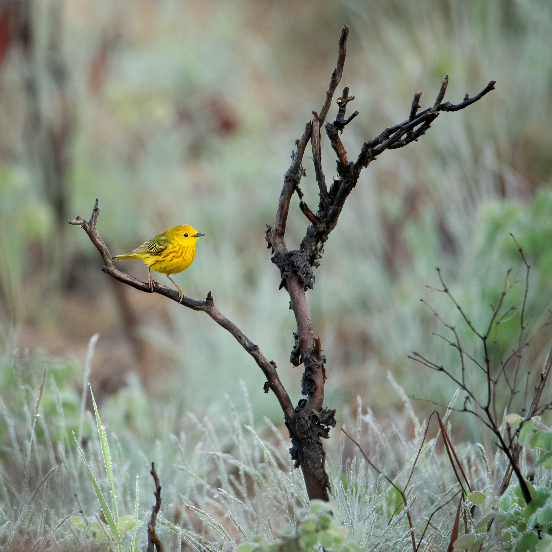 Yellow warbler